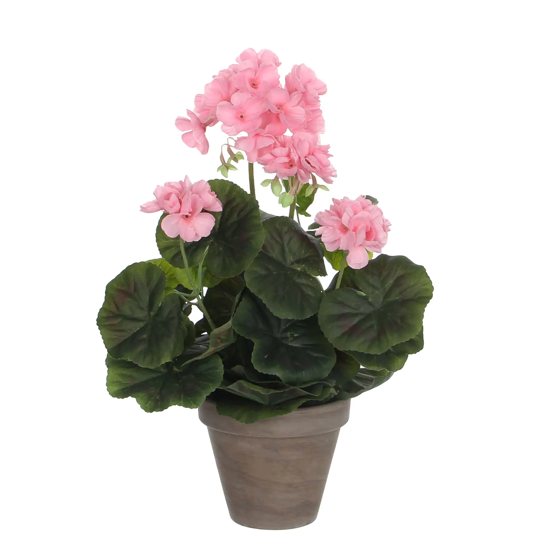 Mica Geranium im Topf rosa, 34 x 20 cm