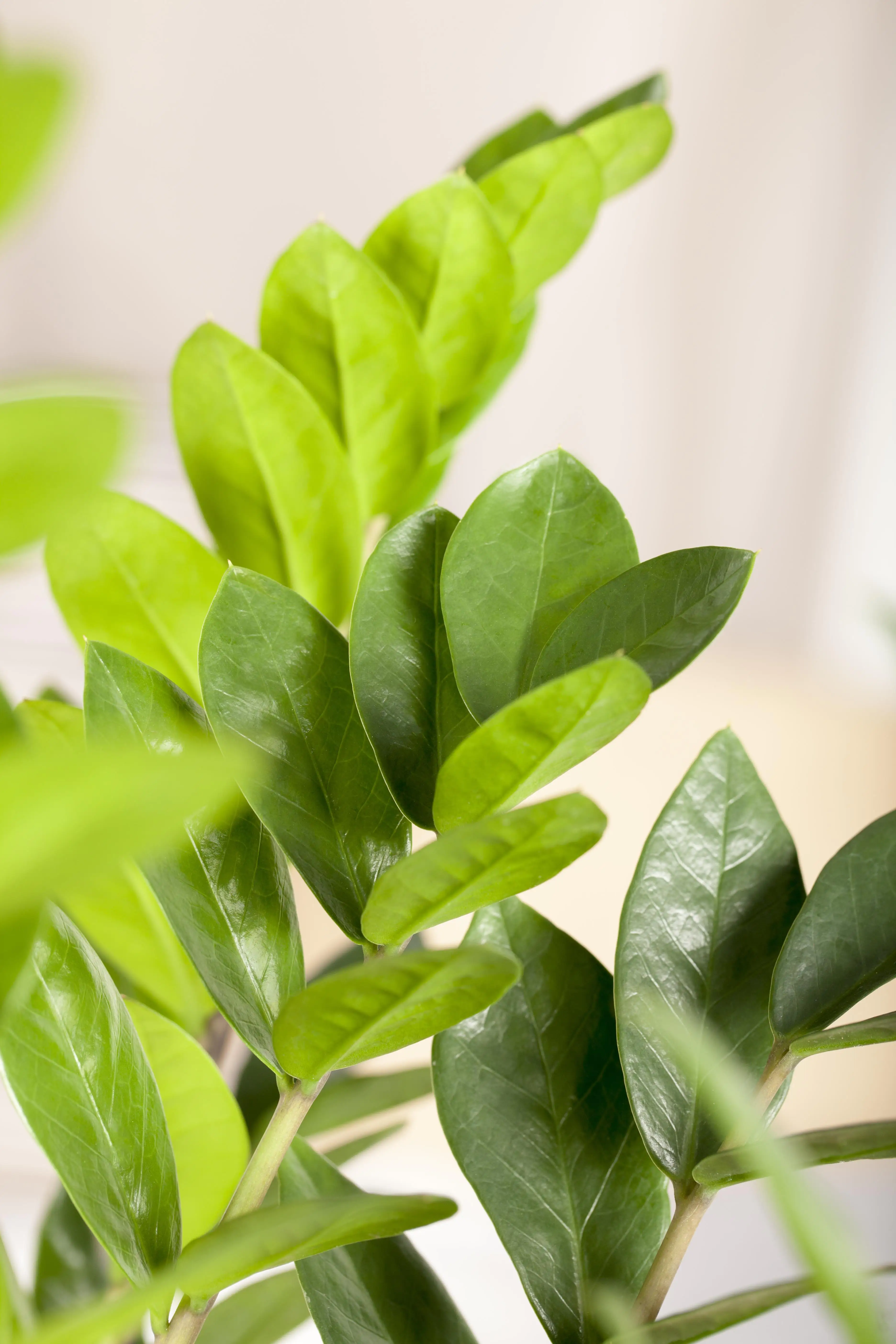 Zamioculcas Zamifolia Glücksfeder 95 cm 21 cm Topf