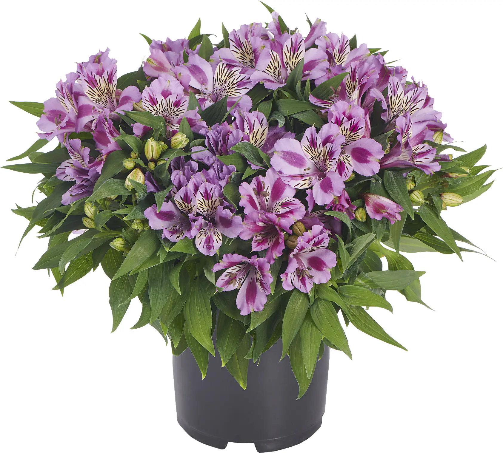 Alstromeria Inkalilie in Sorten 20 - 30 cm 5 L Container