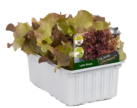 Lollo Rossa 6er Schale Lollo Rossa 6er Schale