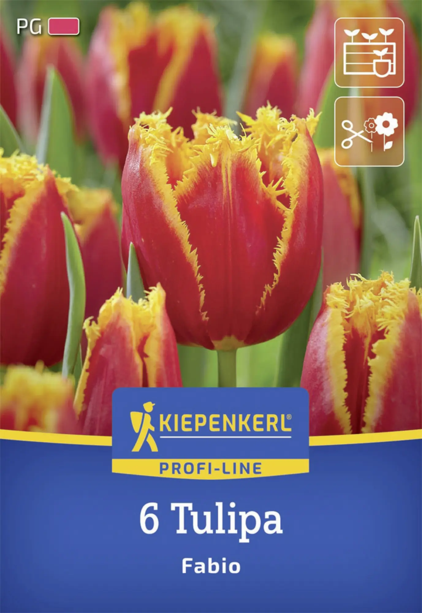 Kiepenkerl Herbstblumenzwiebel Tulpe Fabio 6 Stück