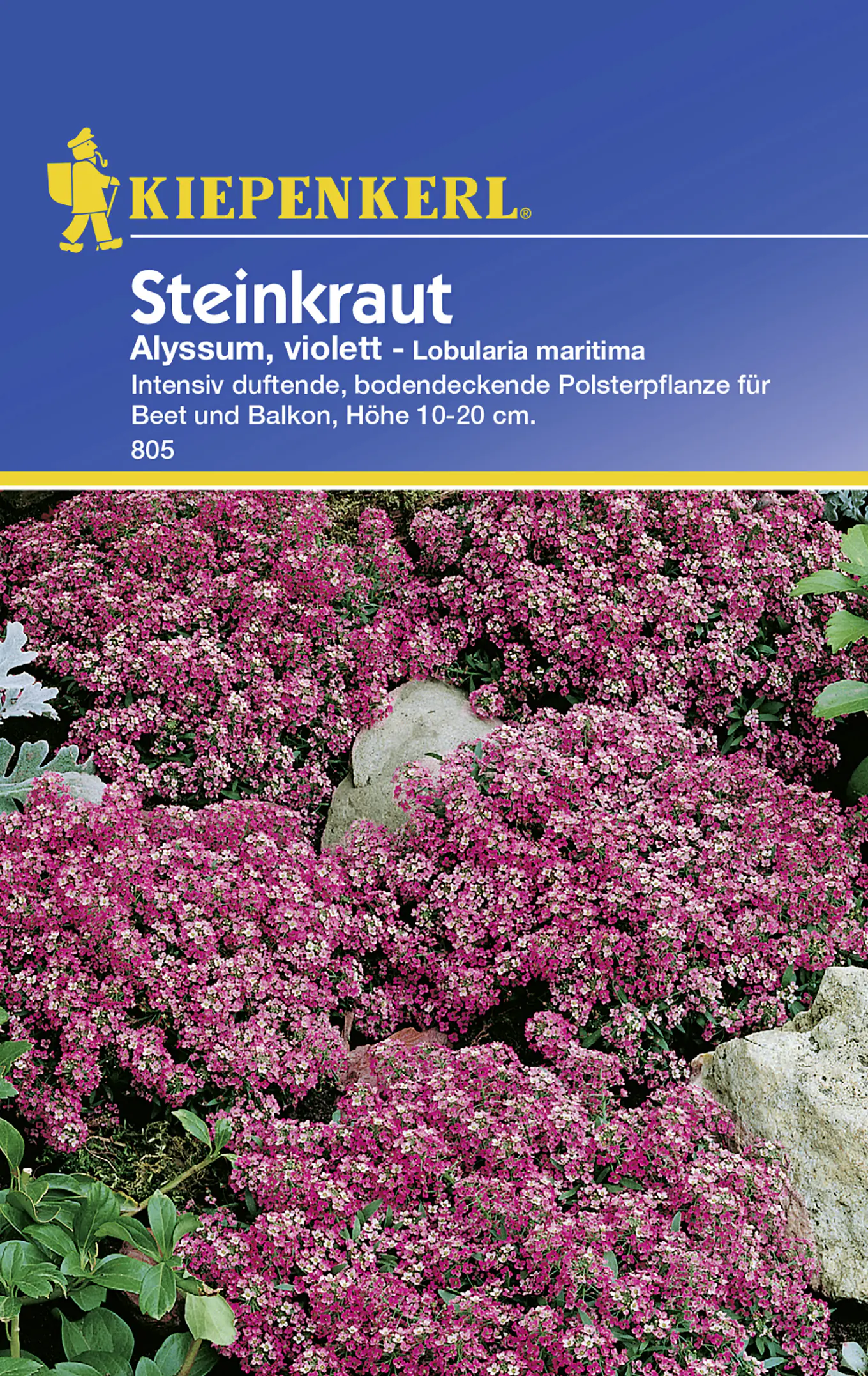 Kiepenkerl Steinkraut Alyssum violett Lobularia maritima, Inhalt: ca. 80 Pflanzen