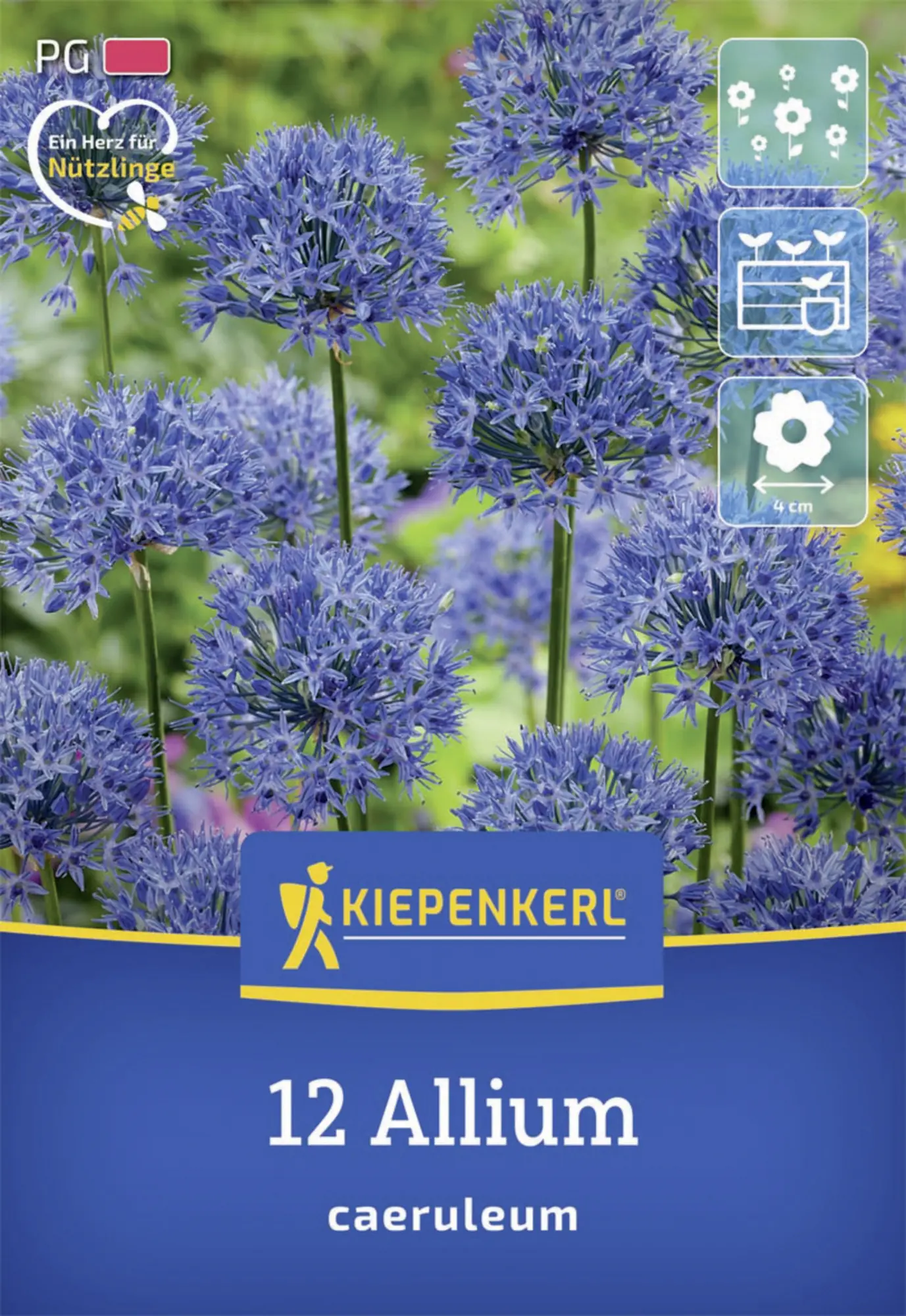 Kiepenkerl Herbstblumenzwiebel Zierlauch Allium caeruleum 12 Stück