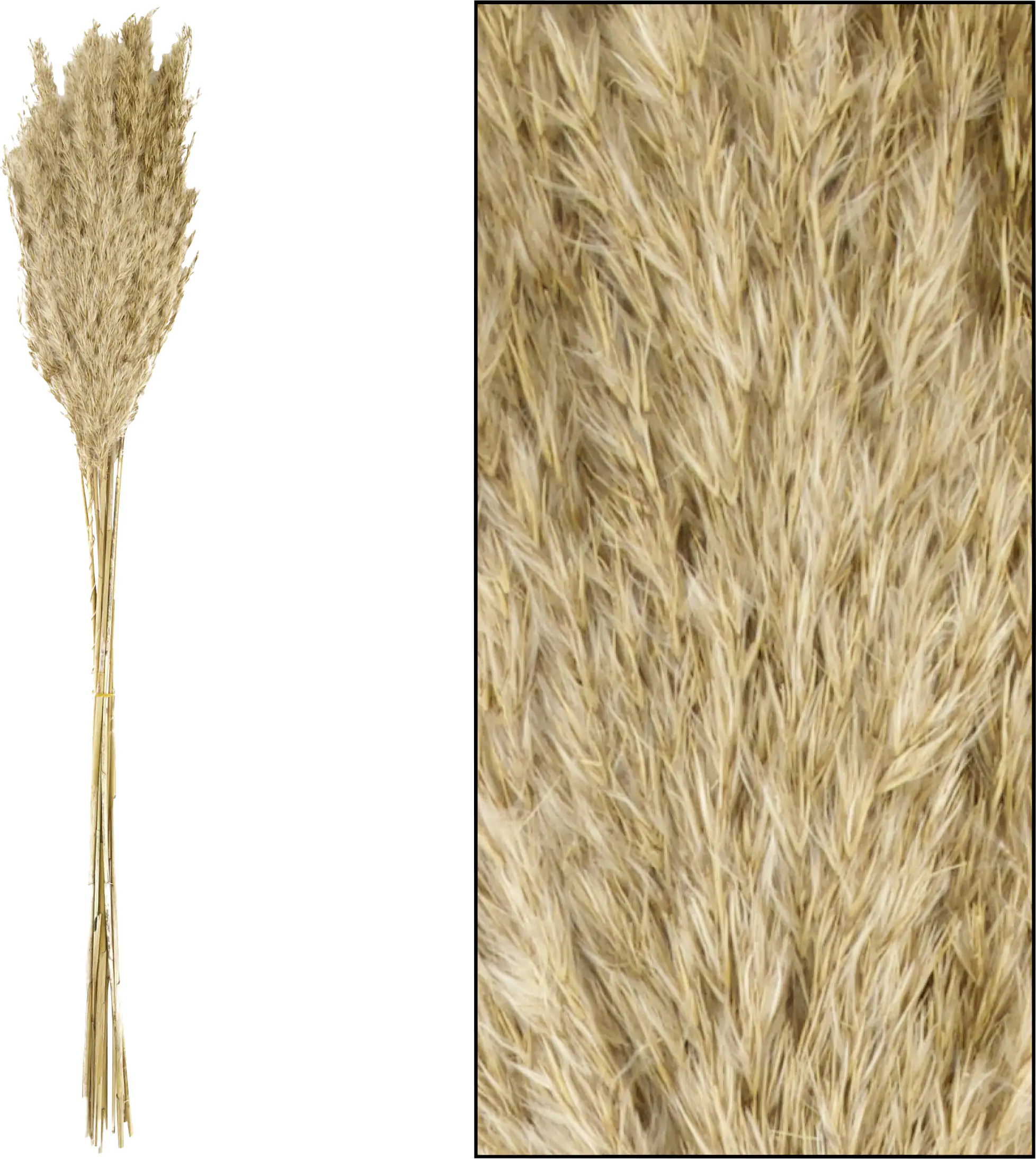 Dijk Schilfrohrfeder Wild natur 75 cm