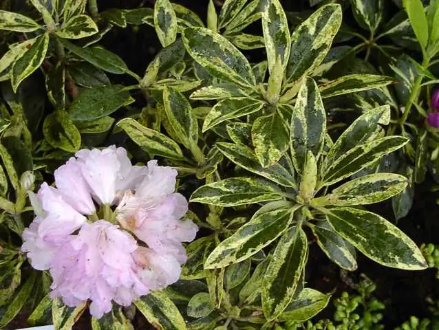 Rhododendron PG II + III Liebhaber 5 l Container