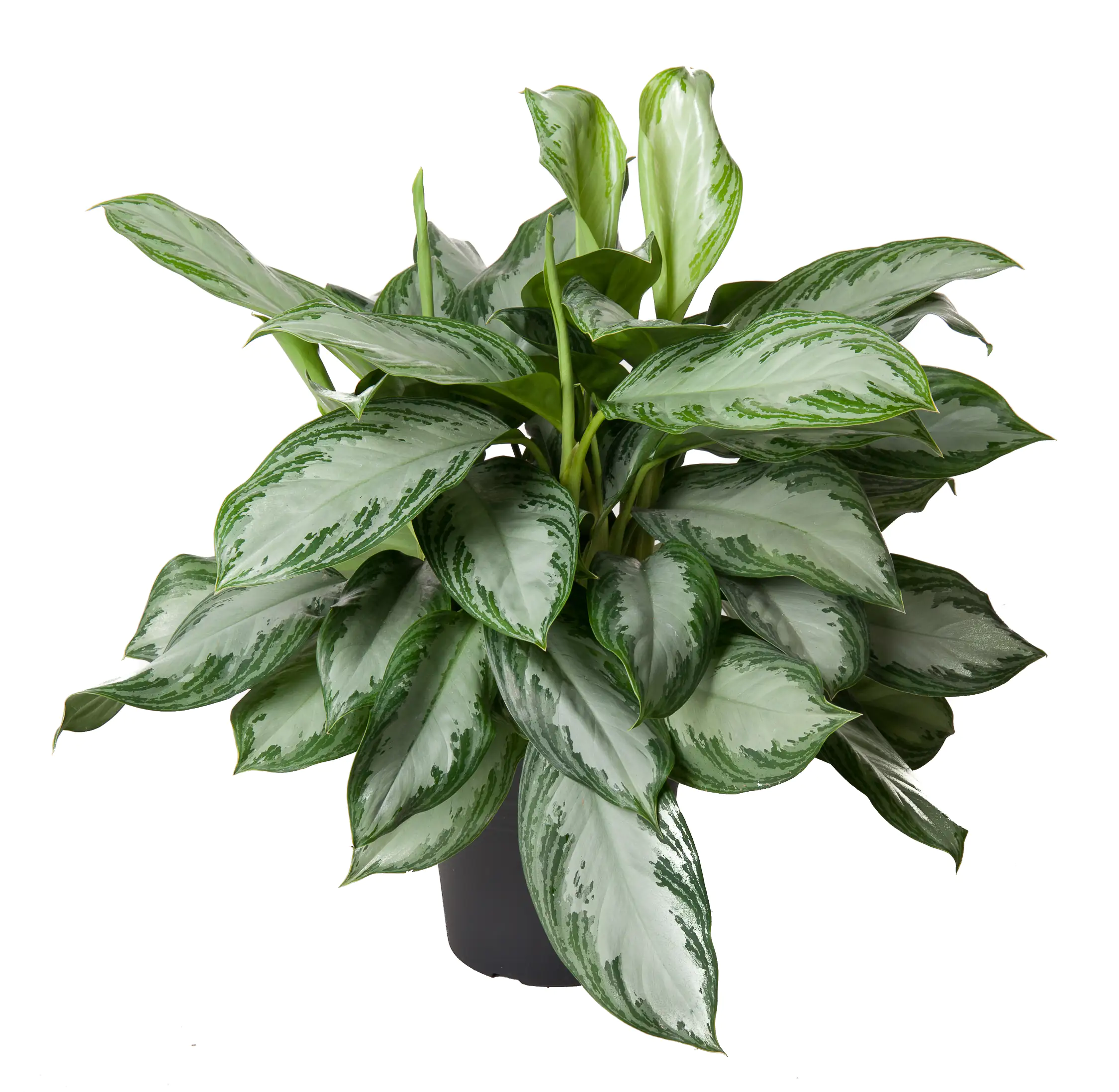 Kolbenfaden Aglaonema commutatum Silver Bay H ca. 60 cm 24 cm Topf 