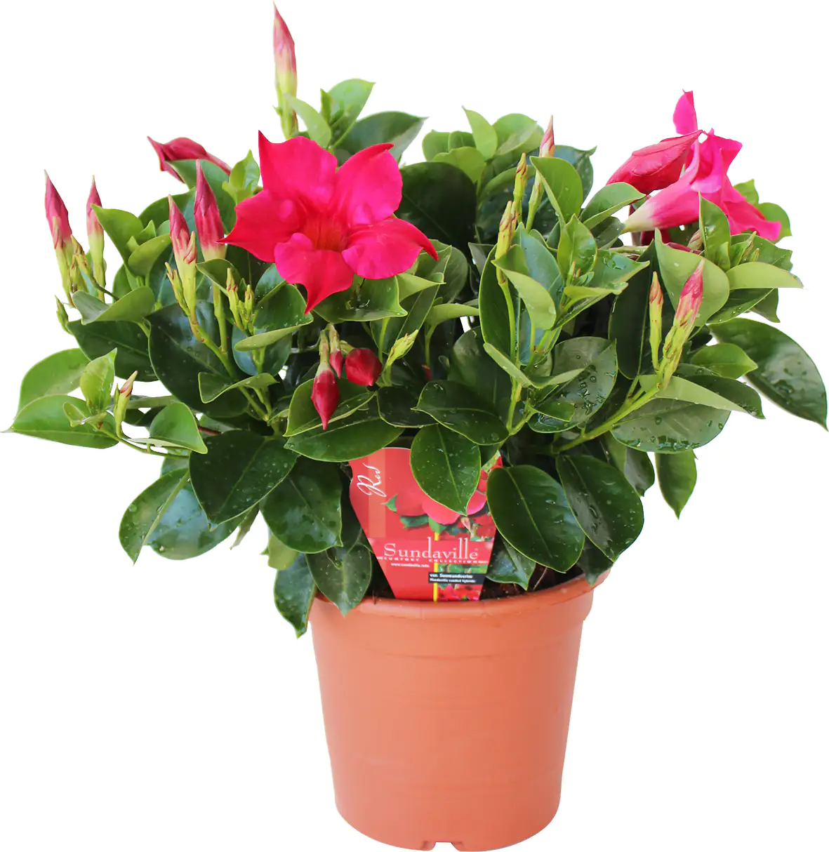 Dipladenie 14 cm Topf