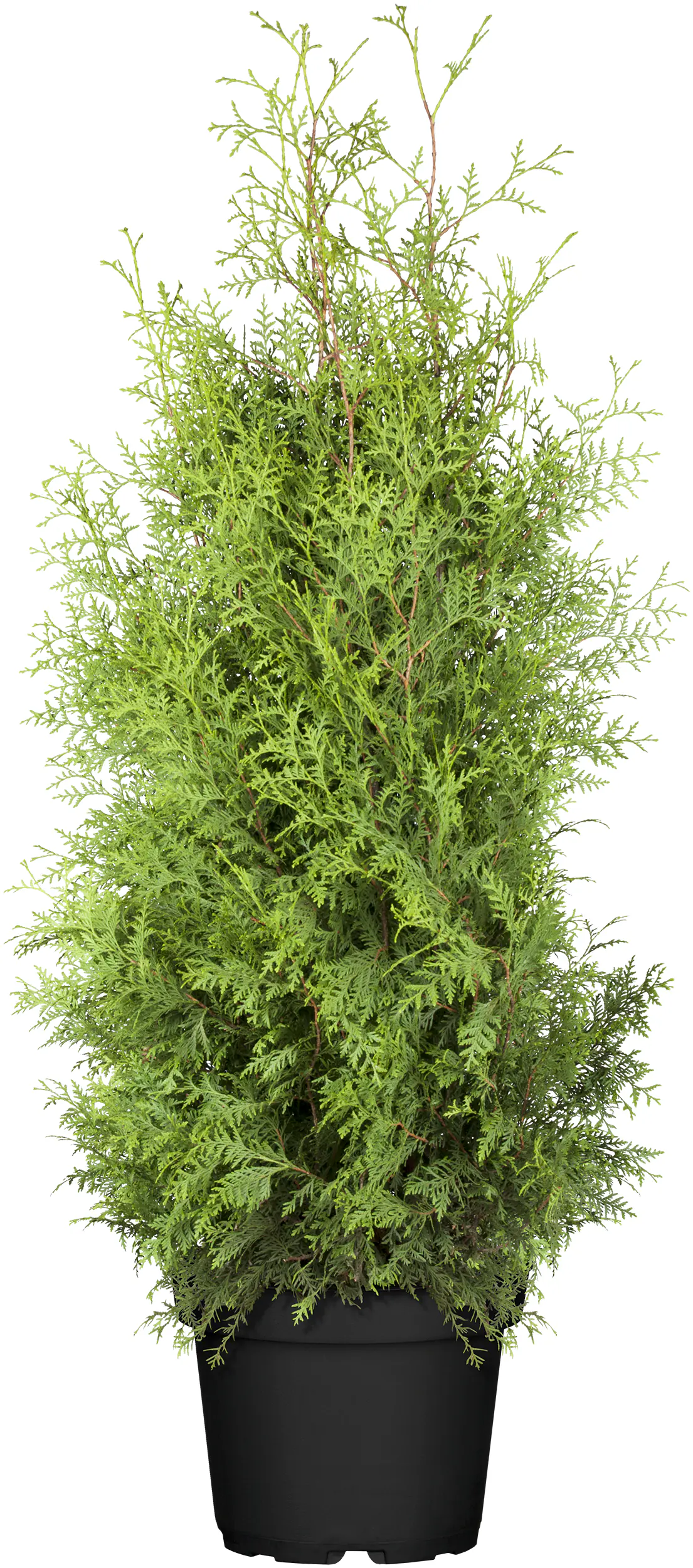 Lebensbaum Thuja occ. Brabant H 140 - 160 cm, 32 cm Topf