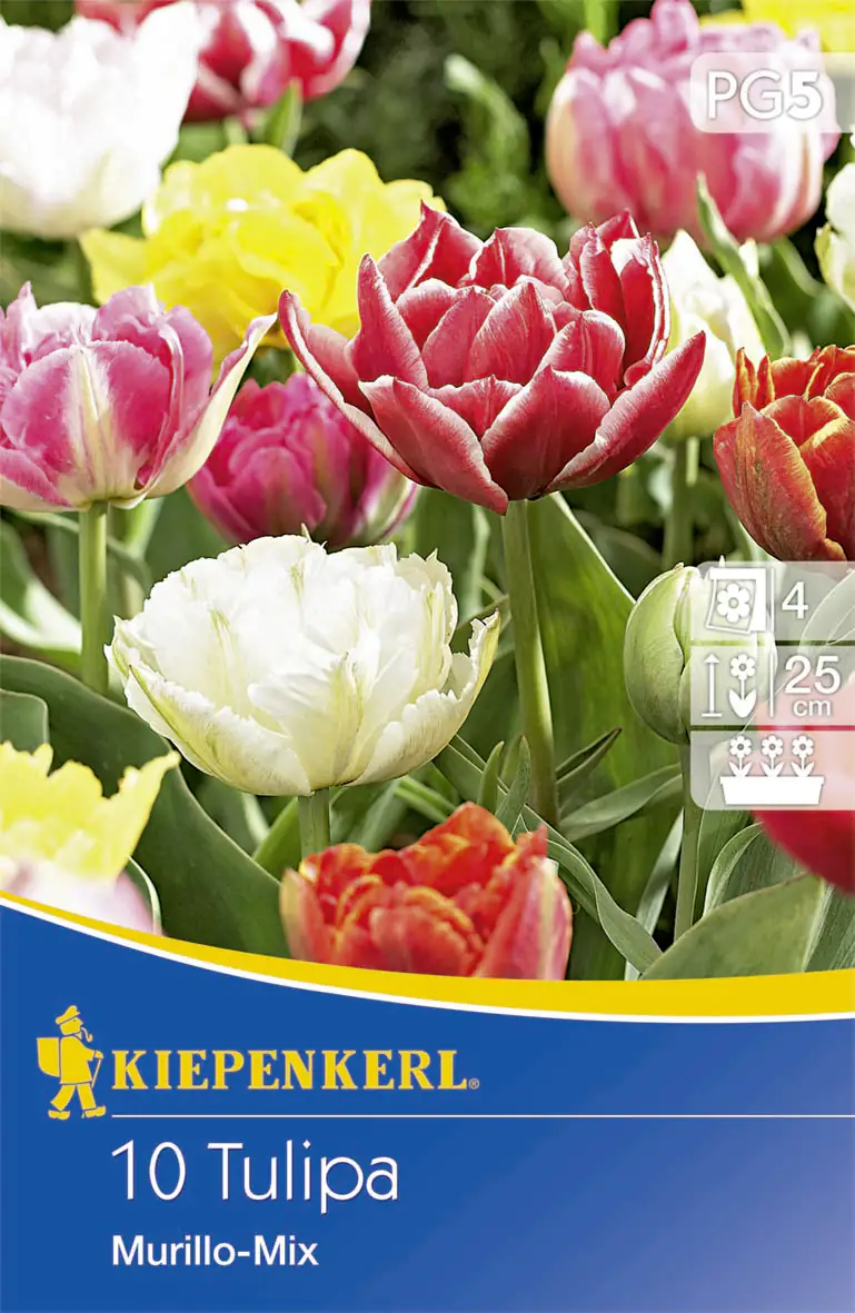 Kiepenkerl Blumenzwiebeln Gefüllte Frühe Tulpe Murillo Mix Tulipa x Hybrida, Inhalt: 10 Stück