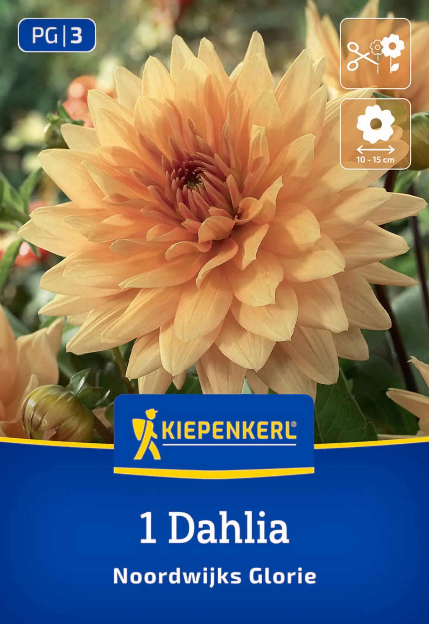 Kiepenkerl Frühjahrsblumenzwiebel Dekorative Dahlie Noordwijks Glorie 1 Stück