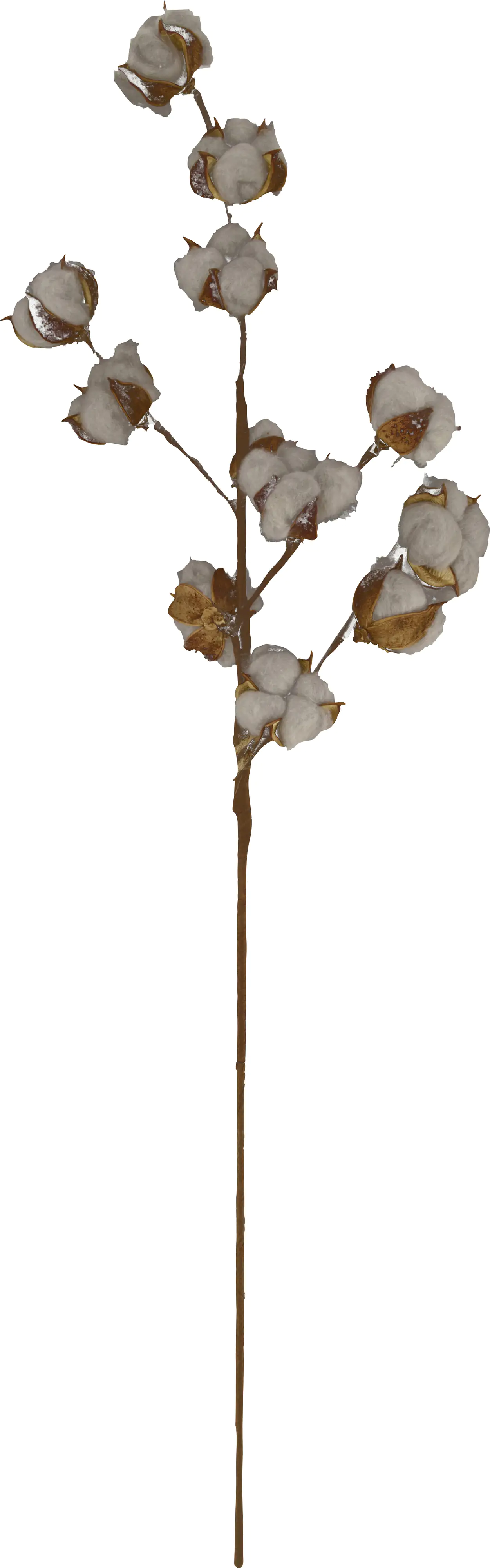 Dijk Zweig Baumwolle 77 x 20 x 3 cm