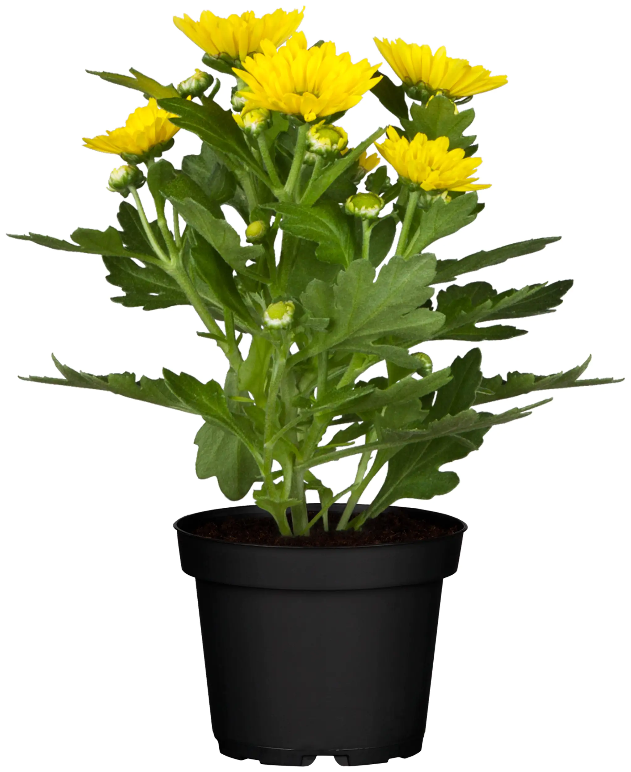Chrysantheme Classix Mix 9 cm Topf