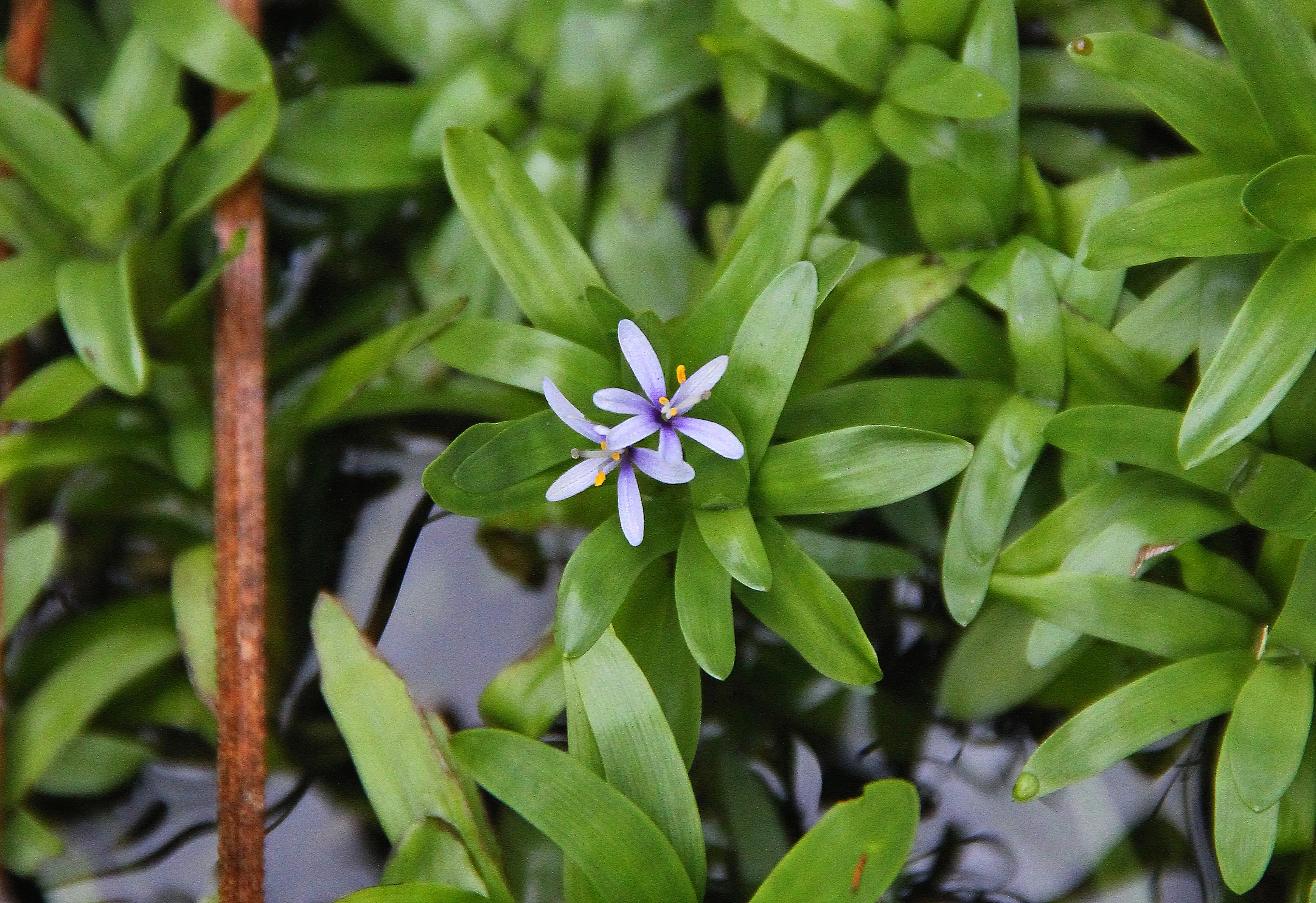 4001615300116_2 Dennerle Aquarienpflanze Heteranthera zosterifolia InVitro