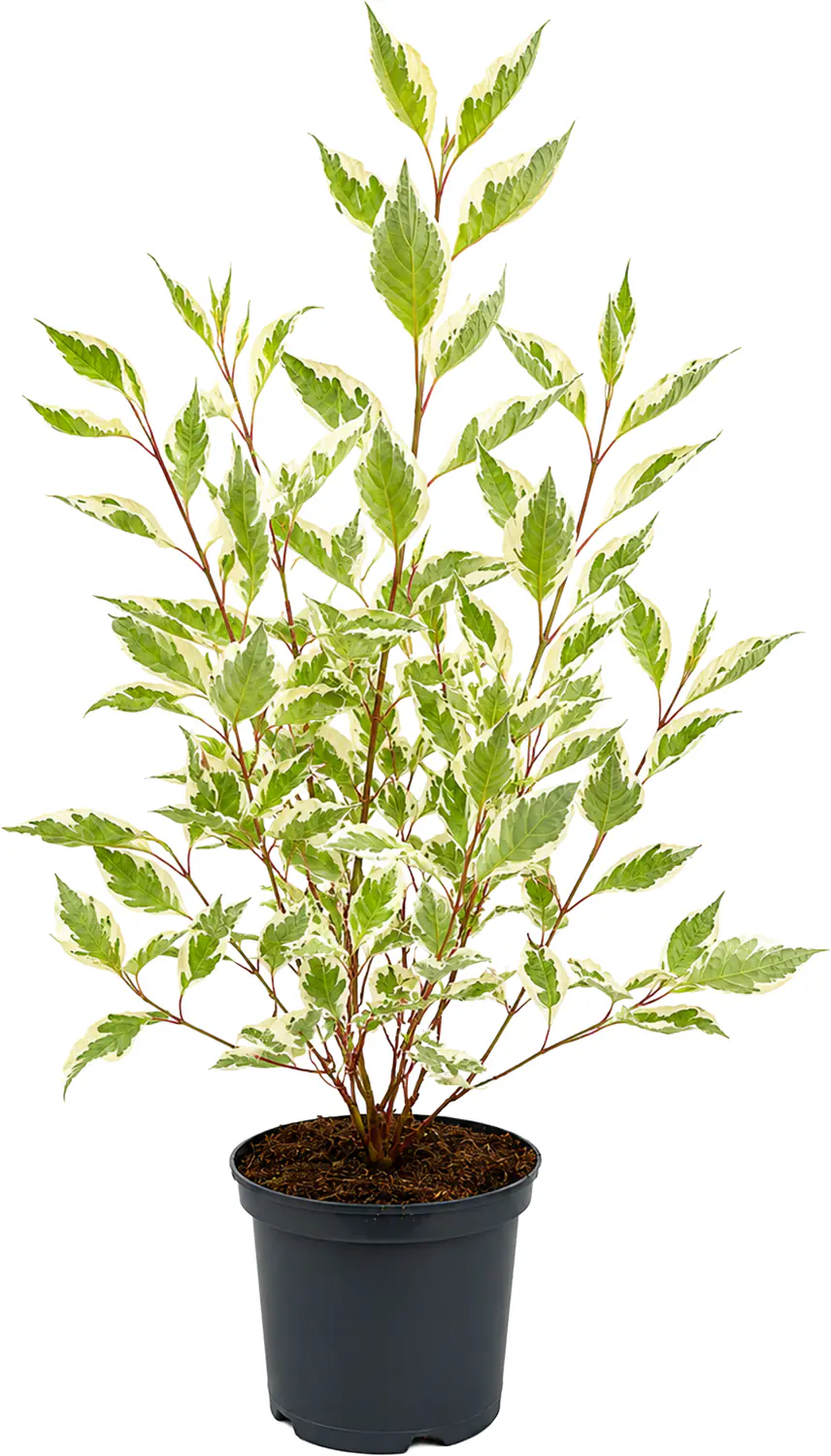 Farbenfrohe Sommersträucher verschiedene Sorten, 40 - 60 cm hoch, 3,2 L Container