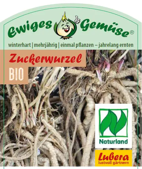 Zuckerwurzel Sium sisarum 12 cm Topf