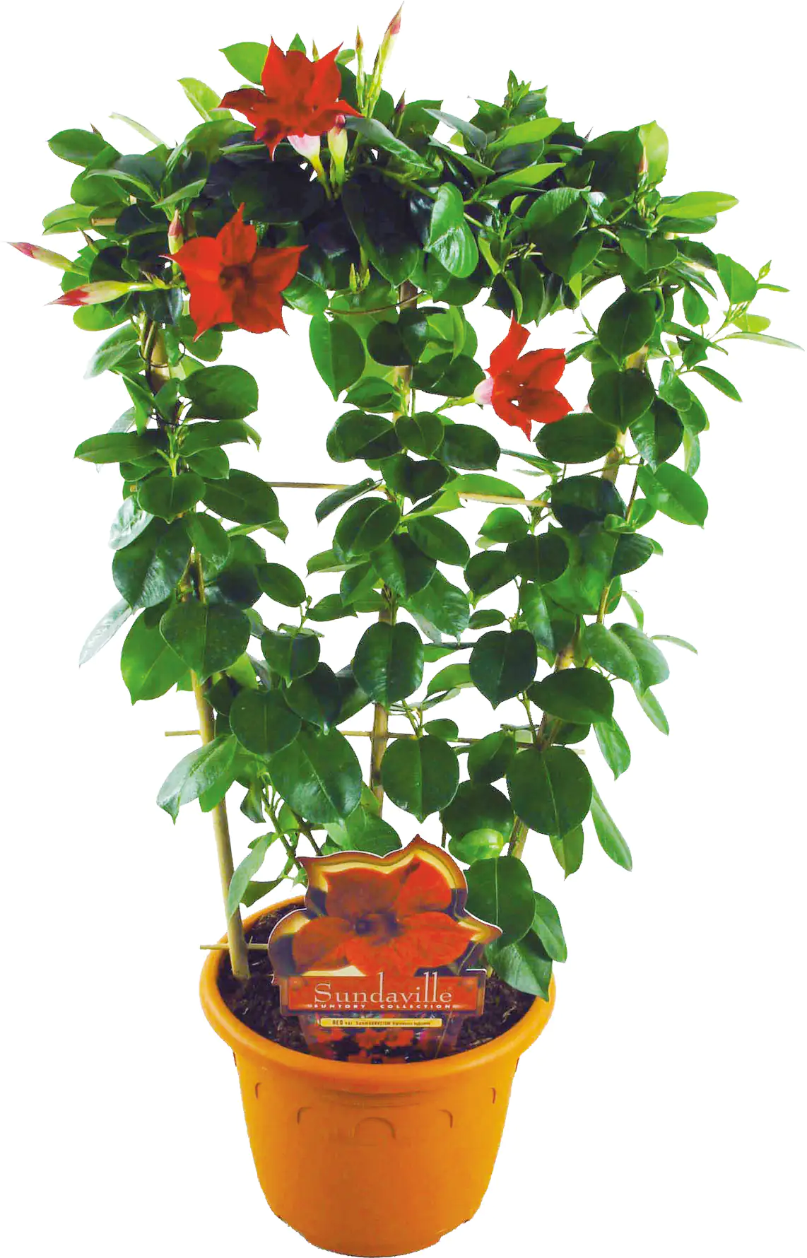 Dipladenie Sundaville am Spalier H ca 60 cm  17 cm Topf Dipladenie Sundaville am Spalier H ca 60 cm  17 cm Topf