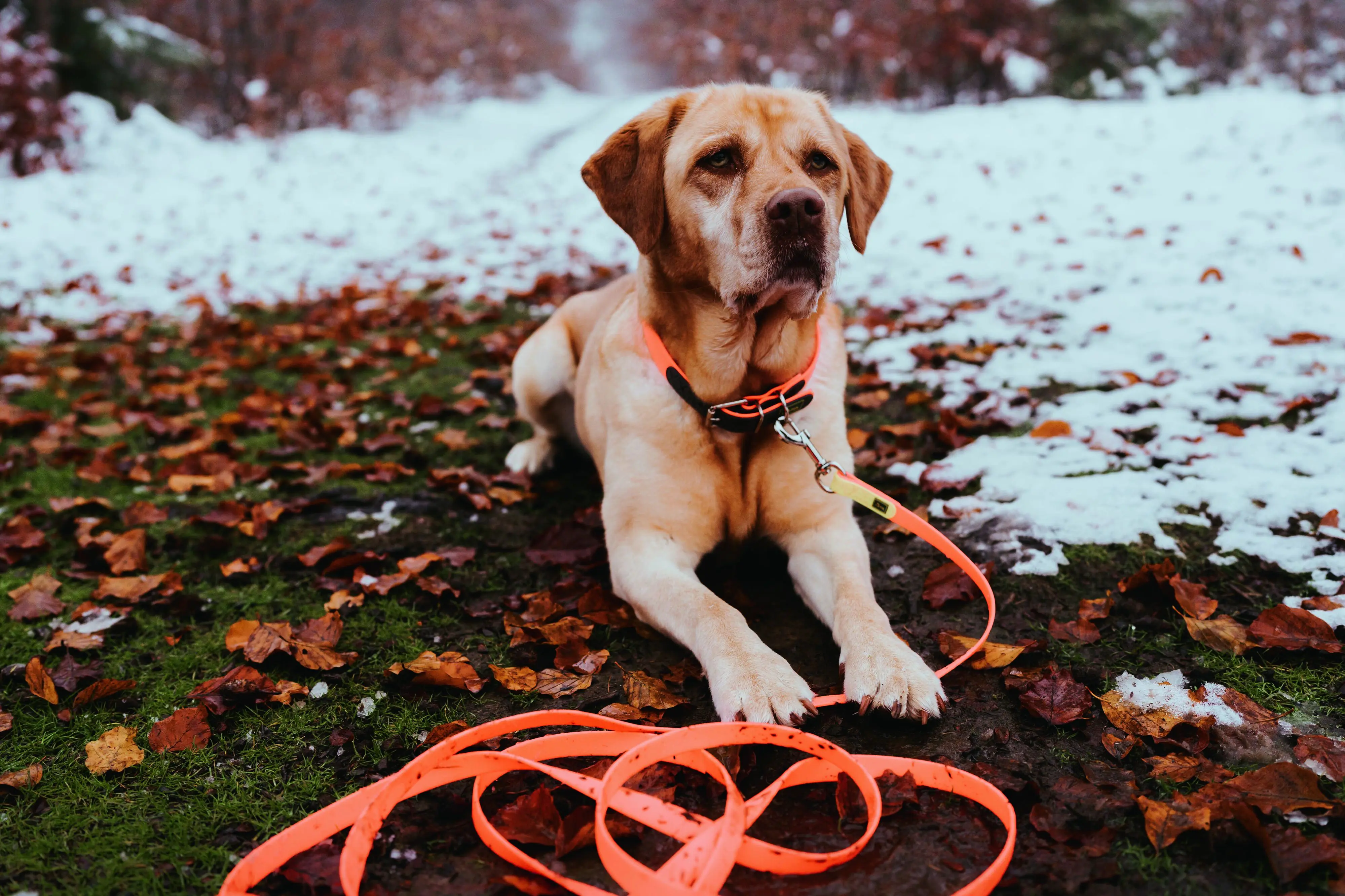 Hunter Schleppleine Hund Convenience 5 m x 2 cm neonorange