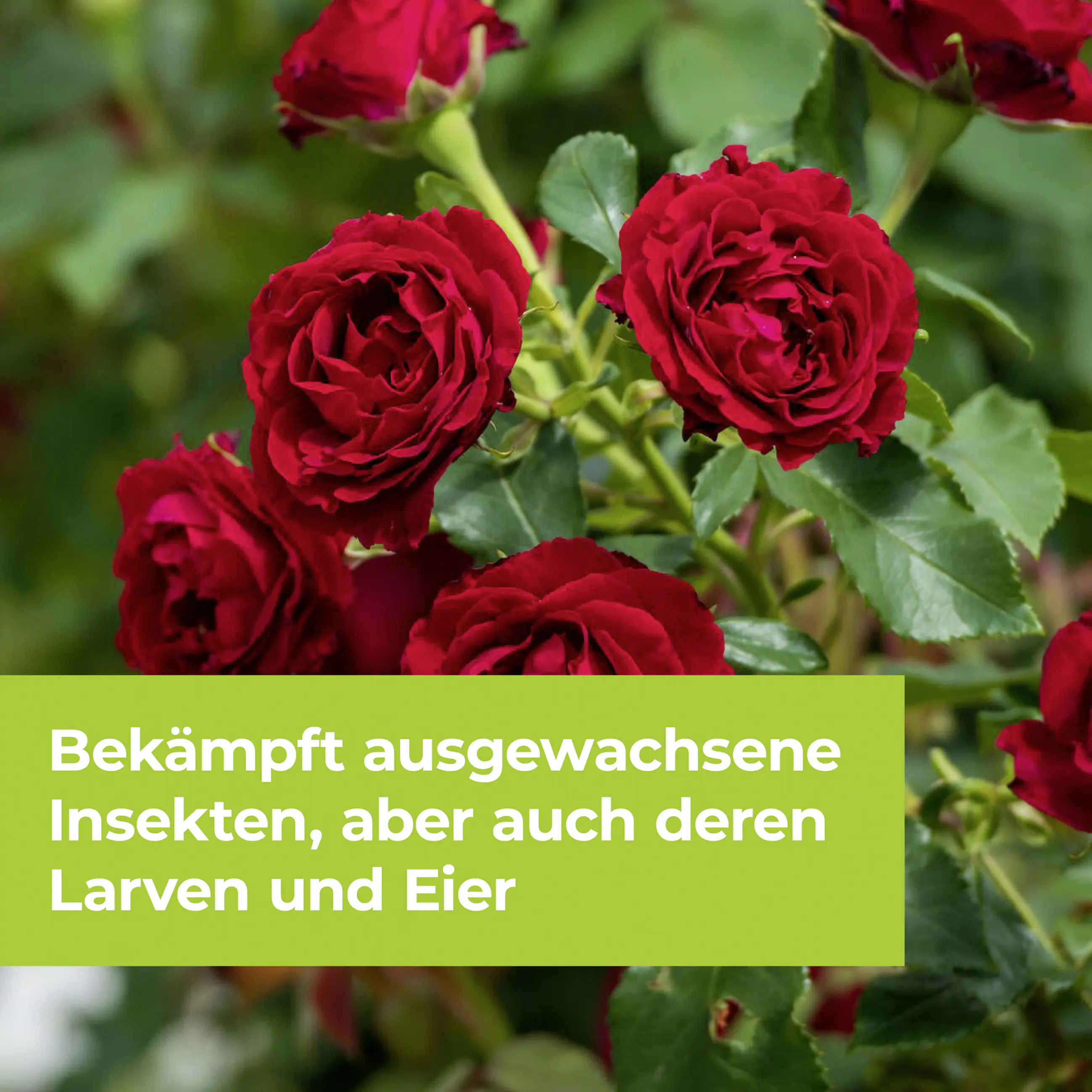 Protect Garden Lizetan Zierpflanzen- & Rosen-Spray AF 750 ml