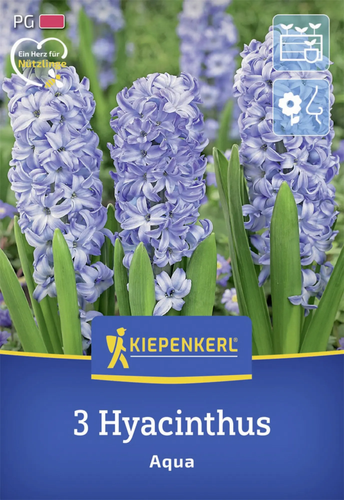 Kiepenkerl Herbstblumenzwiebel Hyazinthe Aqua 3 Stück