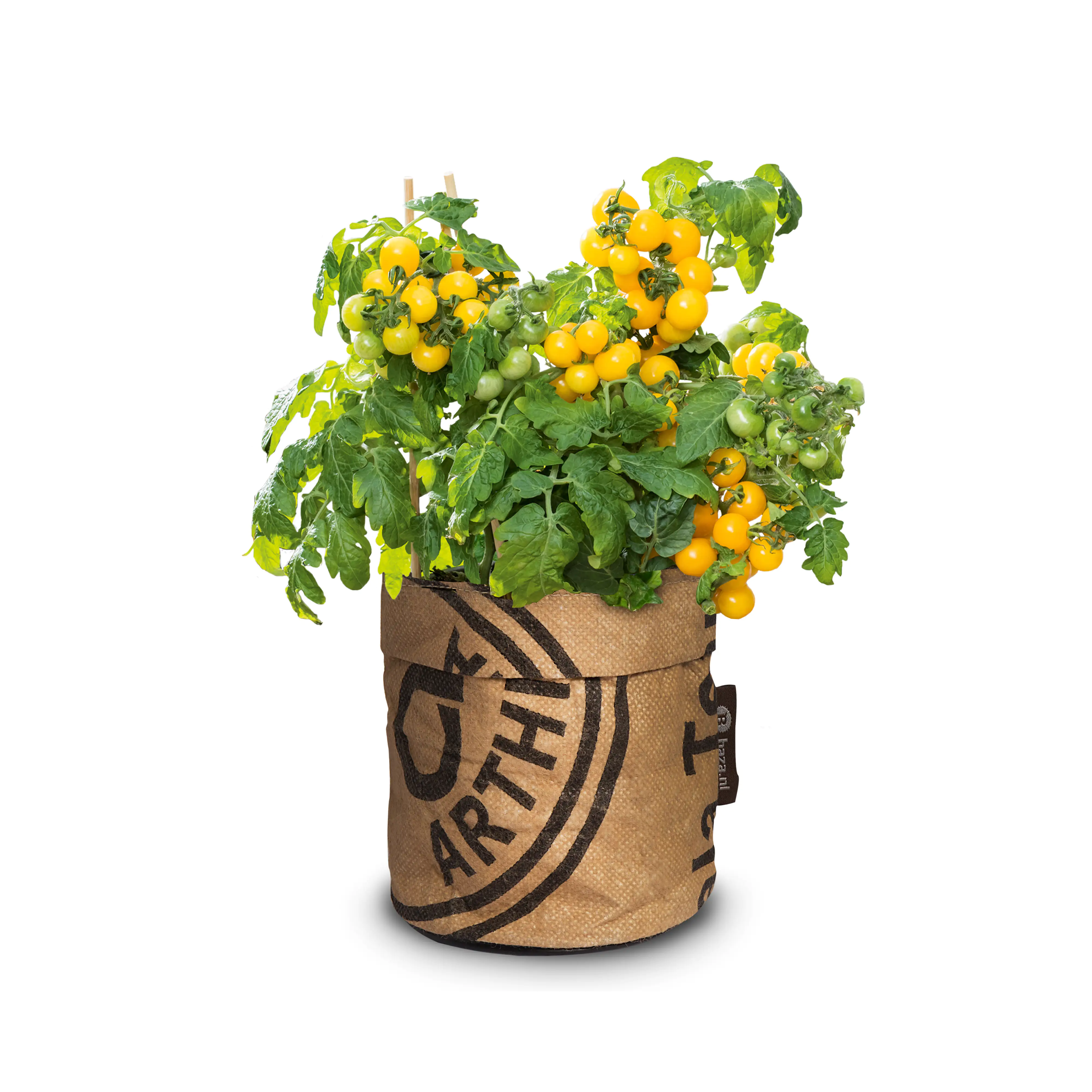 Baza Seeds Kitchengarden Strauchtomate Tumbling Tom gelb