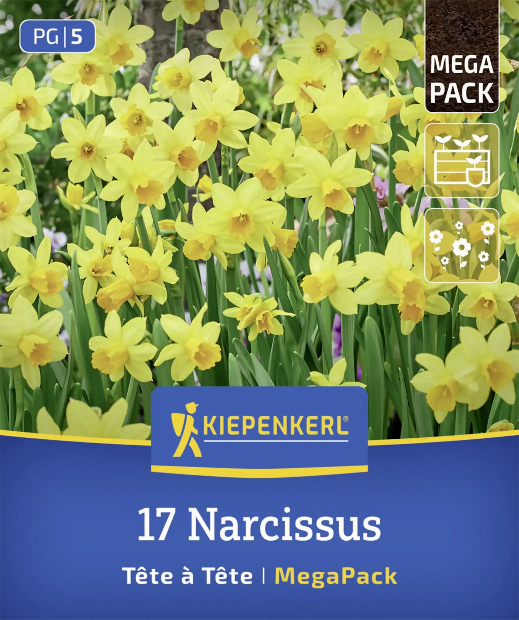 Kiepenkerl Mega-Pack Narzissen Tête à Tête gelb 17 Stück