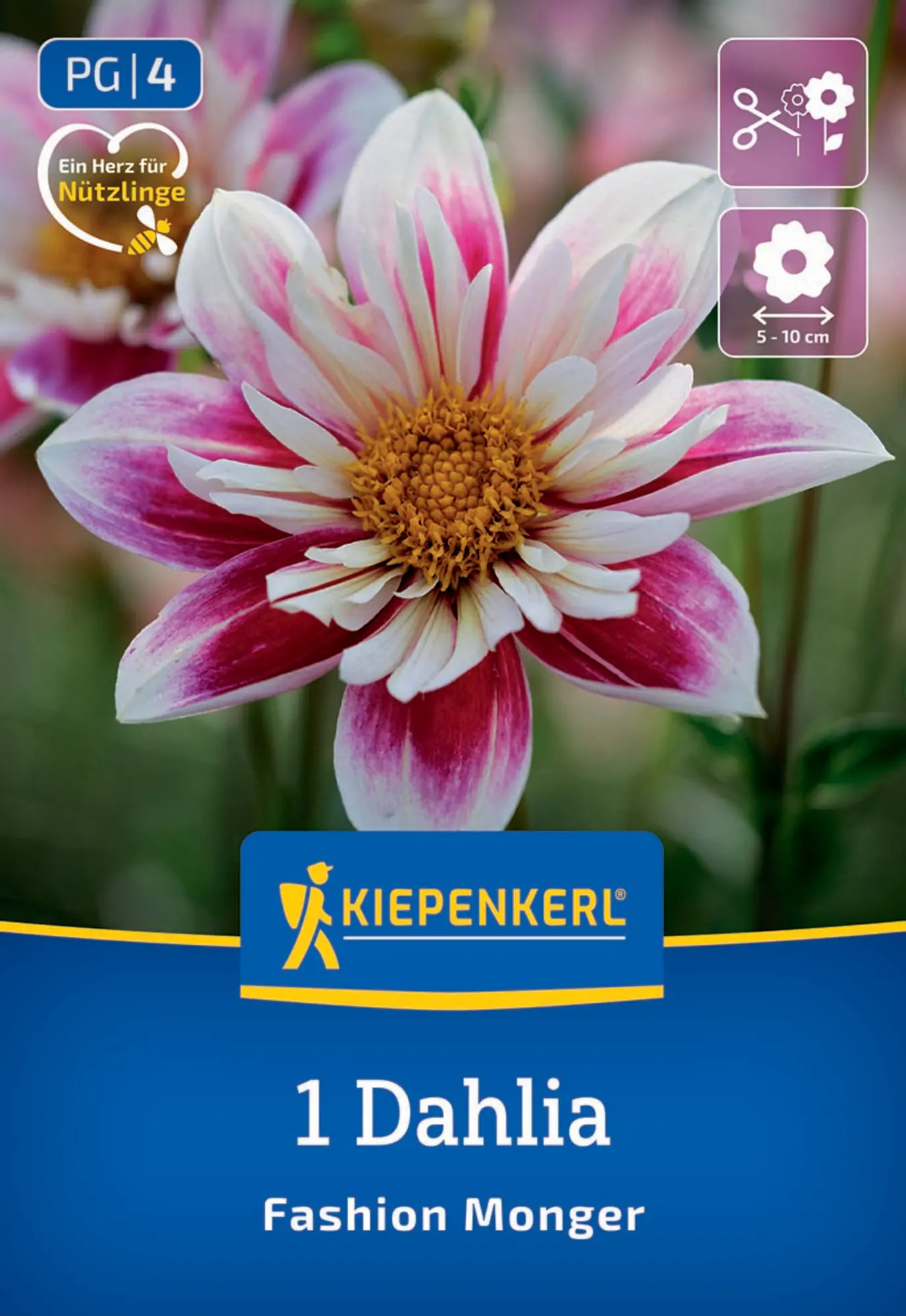 Kiepenkerl Frühjahrsblumenzwiebel Halskrausen-Dahlie Fashion Monger 1 Stück