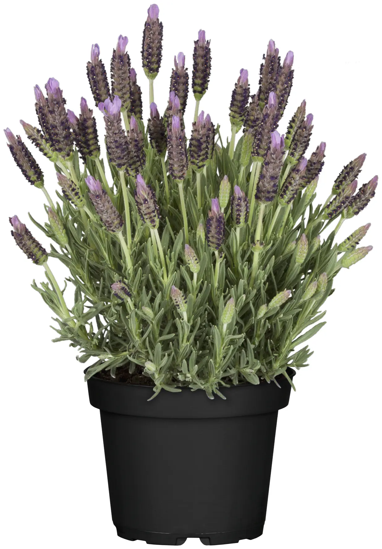 Schopf Lavendel Lavandula Stoechas im 14 cm Topf 