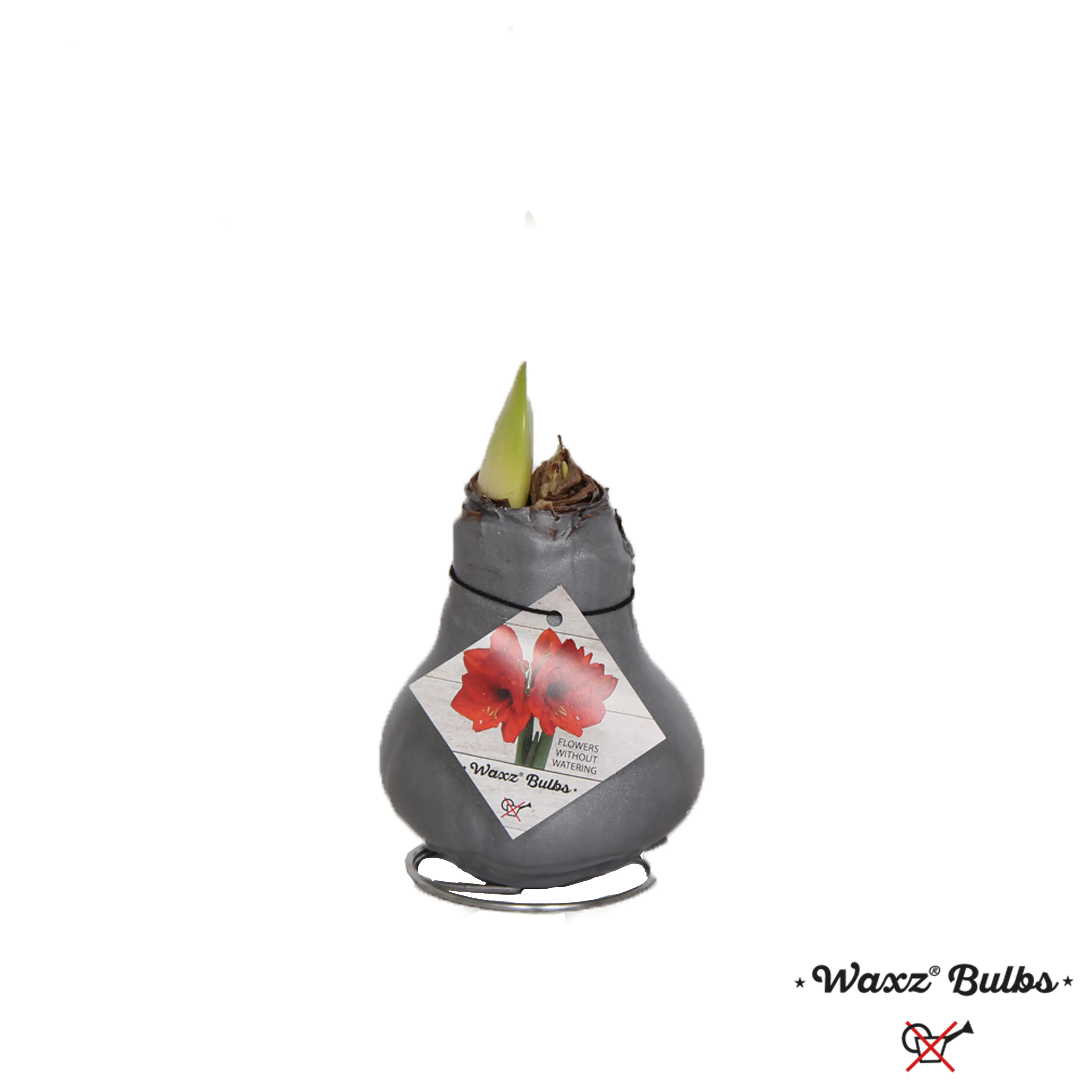 Amaryllis Hippeastrum in Wachs 