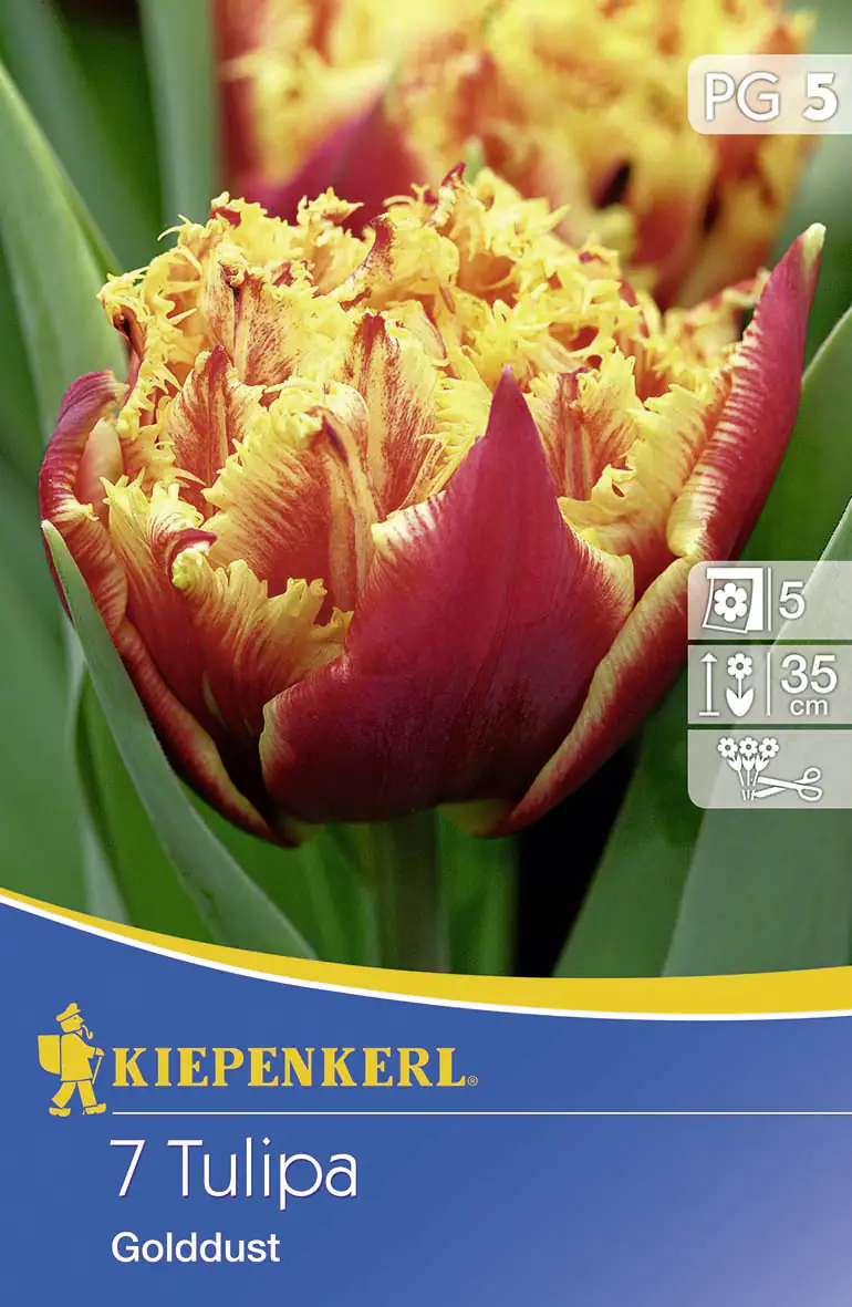 Kiepenkerl Blumenzwiebeln Tulipa Gold Dust Inhalt: 7 Stück