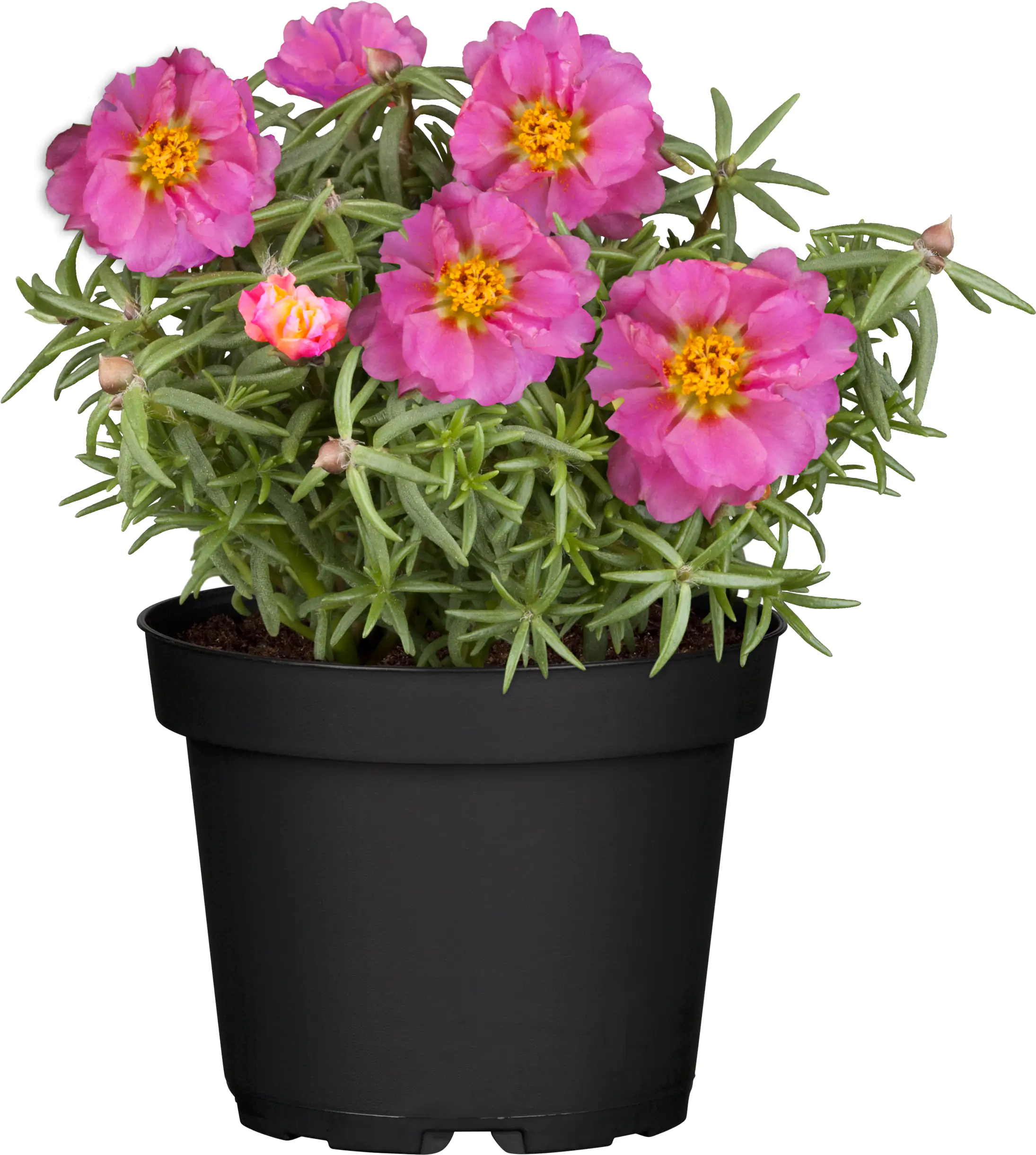 Portulakröschen Portulaca 10,5 cm Topf