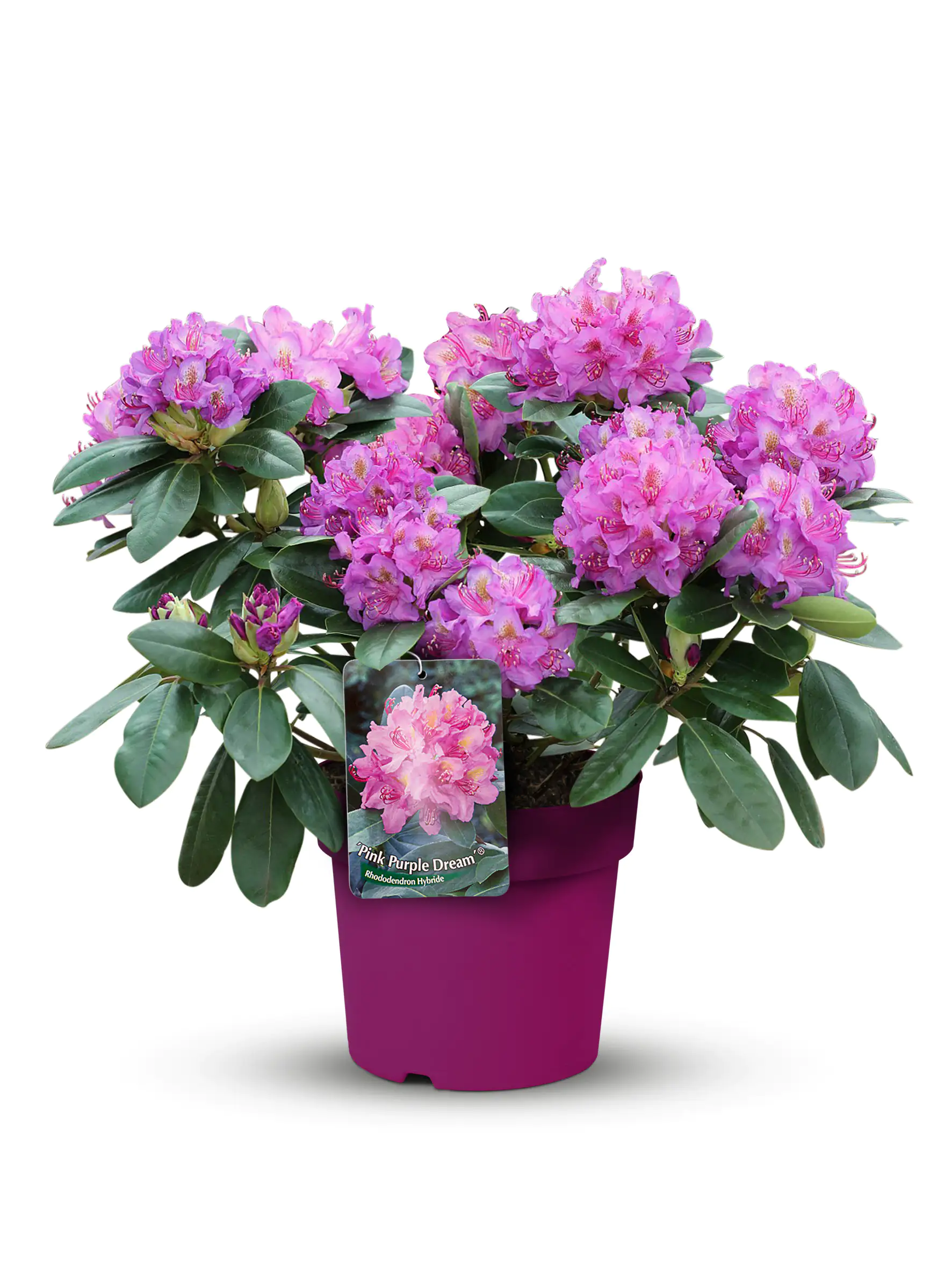 Alpenrose Rhododendron 21 cm Topf, 30-40 cm hoch Alpenrose Rhododendron 21 cm Topf, 30-40 cm hoch