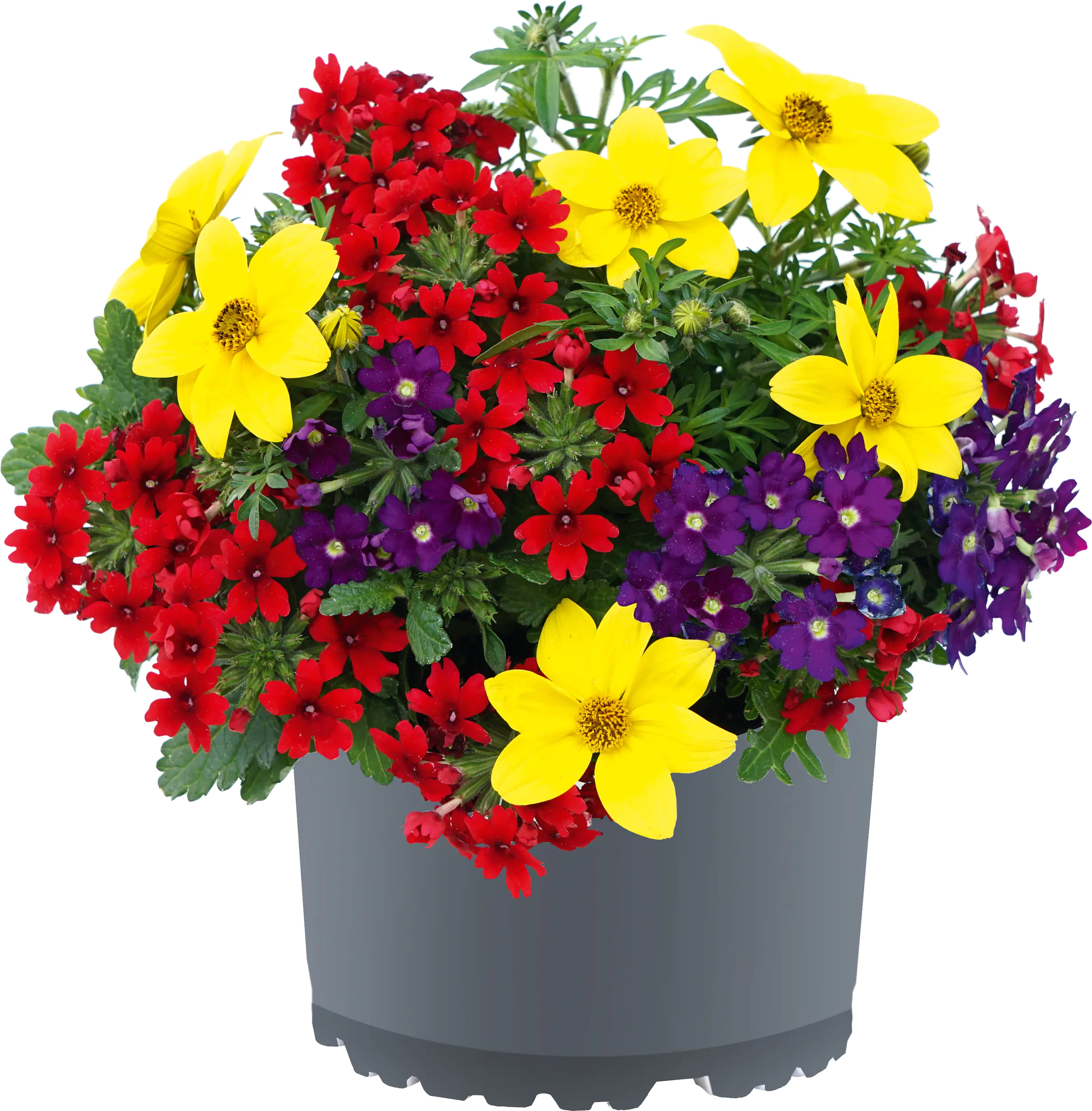 Gattungsmix Verbene Eisenkraut  12 cm Gattungsmix Verbene Eisenkraut  12 cm