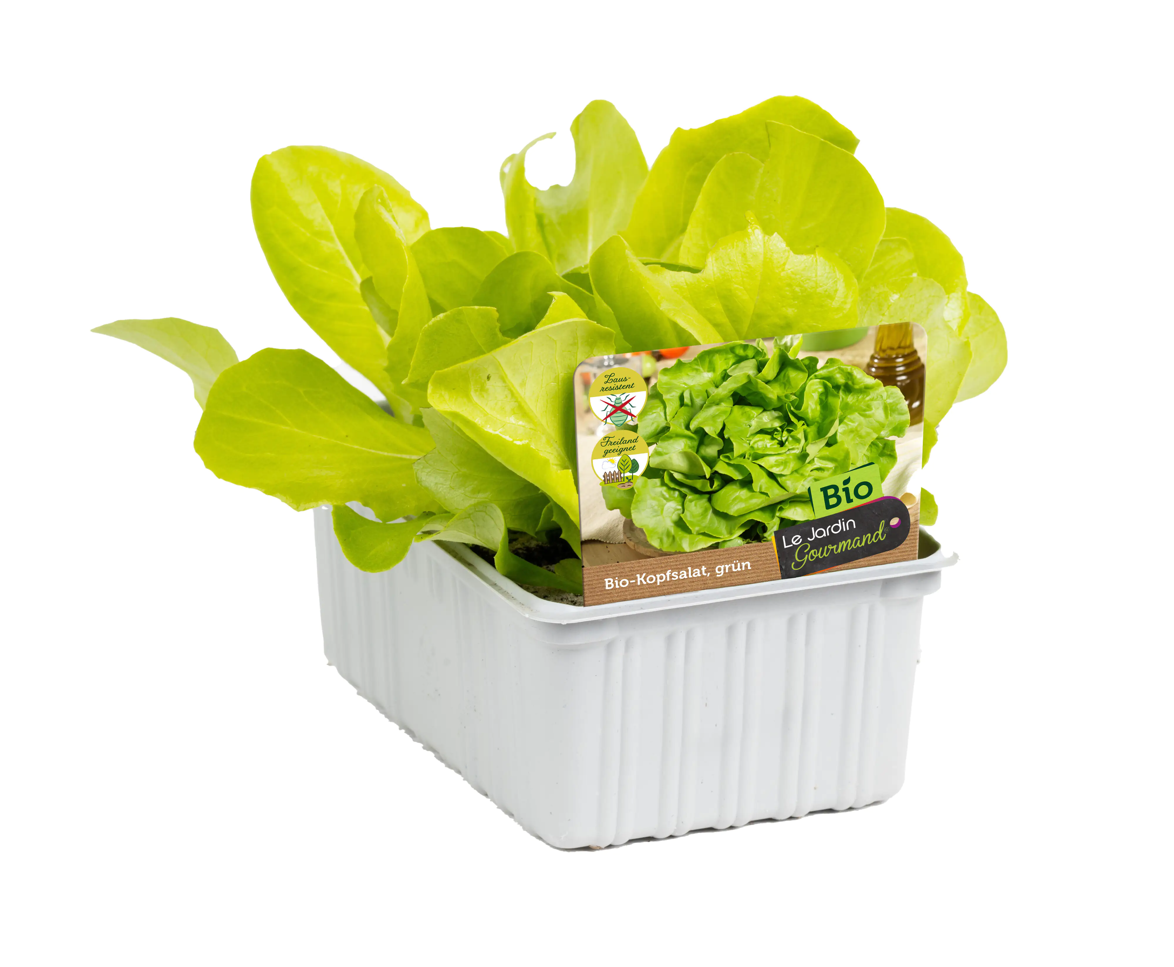 Kopfsalat Lactuca sativa 6er Schale