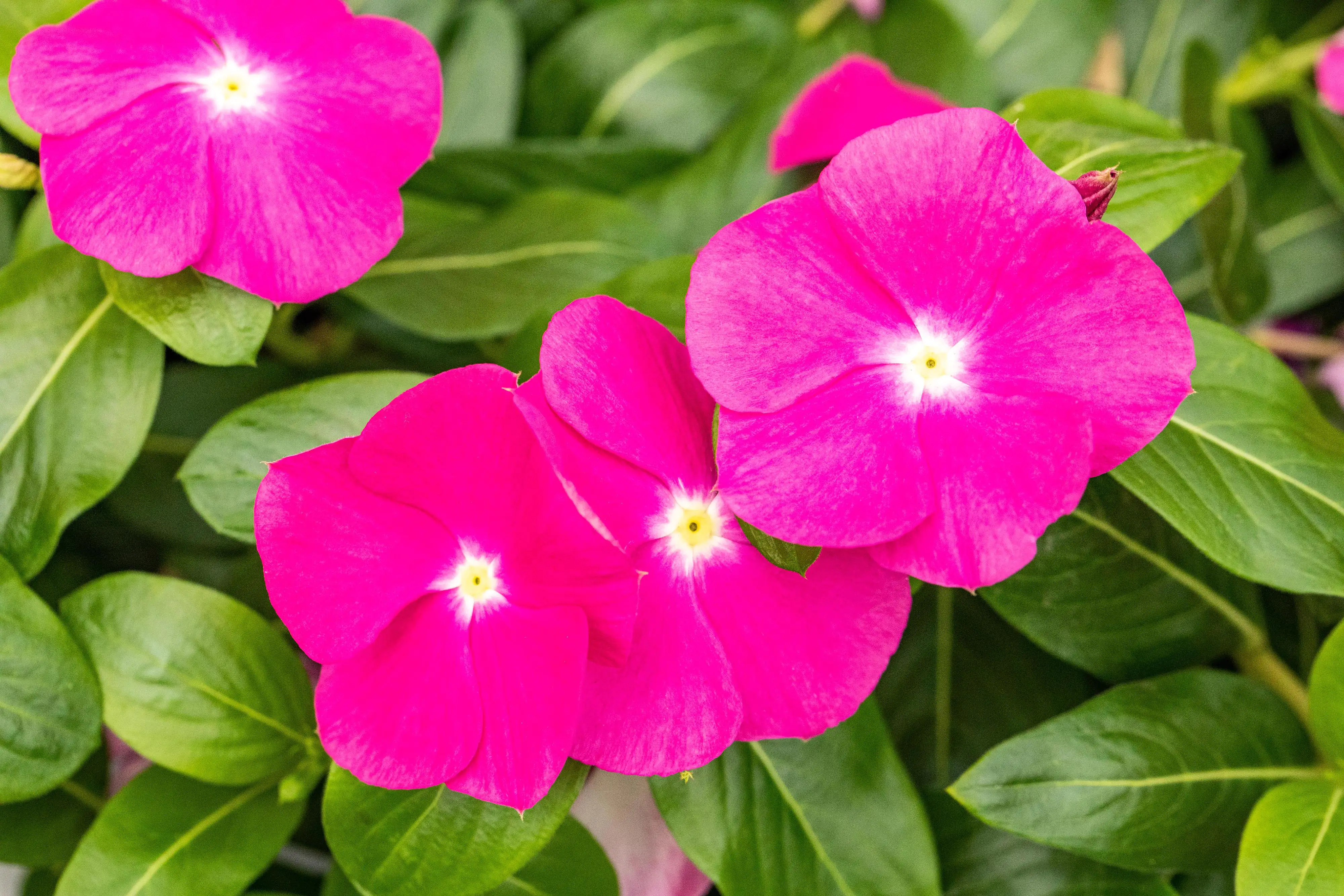 Sommerblüher Sunny Collection Catharanthus roseus Trio 2 Mischungen 13cm Topf