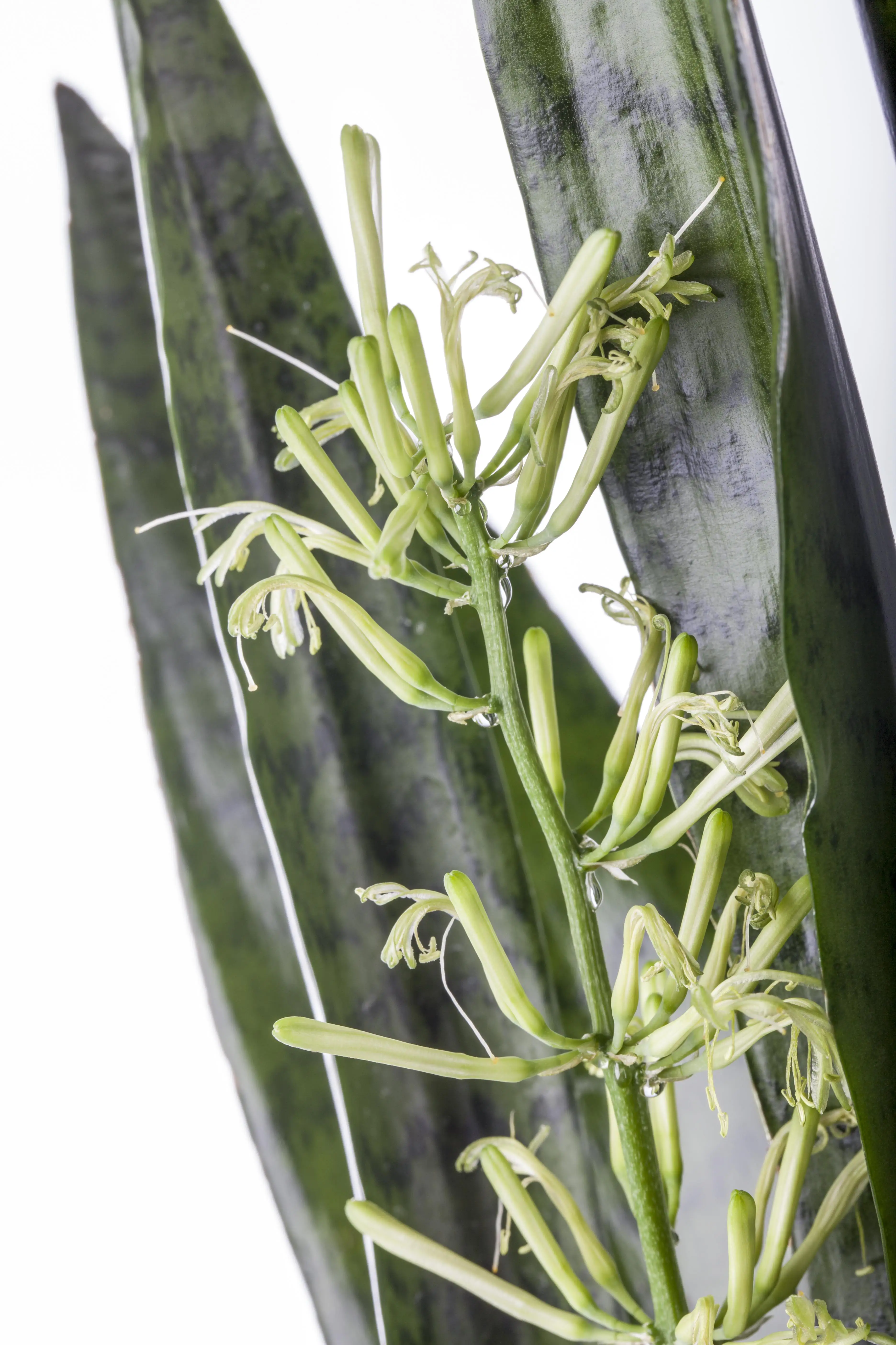 Bogenhanf Sansevieria Zeylanica H ca. 70 cm 21 cm Topf