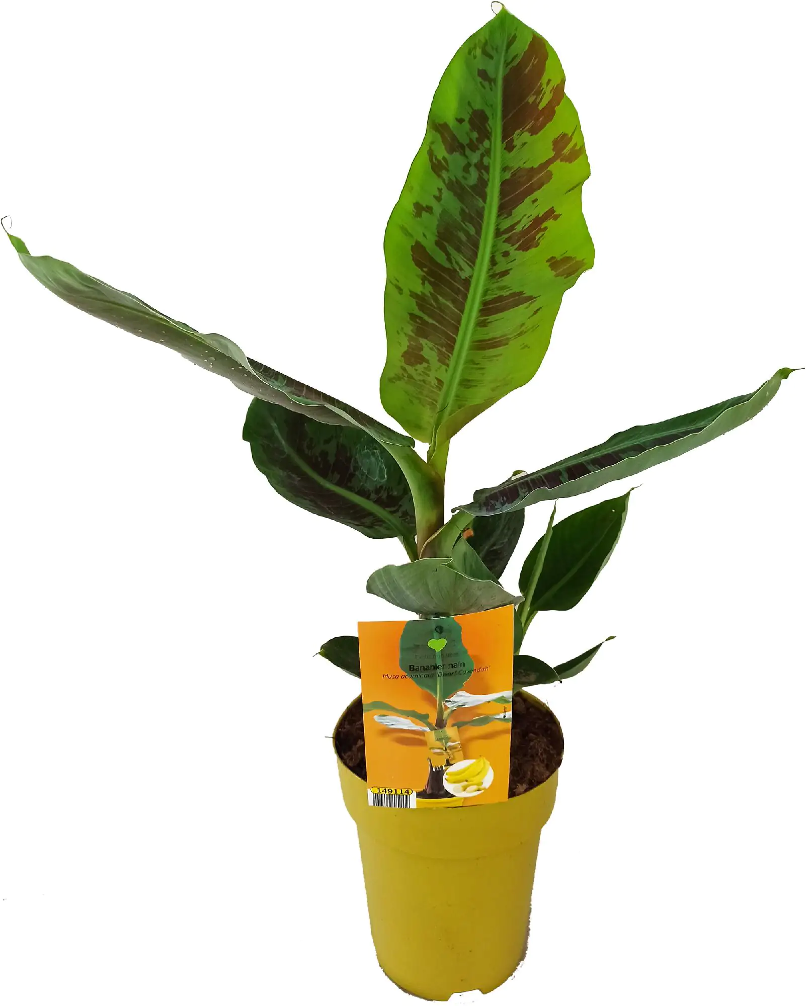 Bananenpflanze Musa H ca 80 cm 25 cm Topf