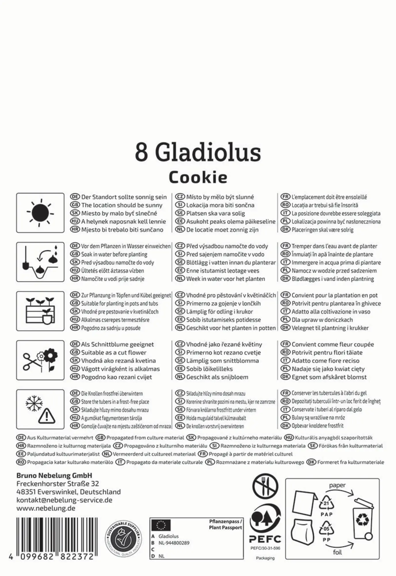 Kiepenkerl Frühjahrsblumenzwiebel Gladiole Cookie 8 Stück