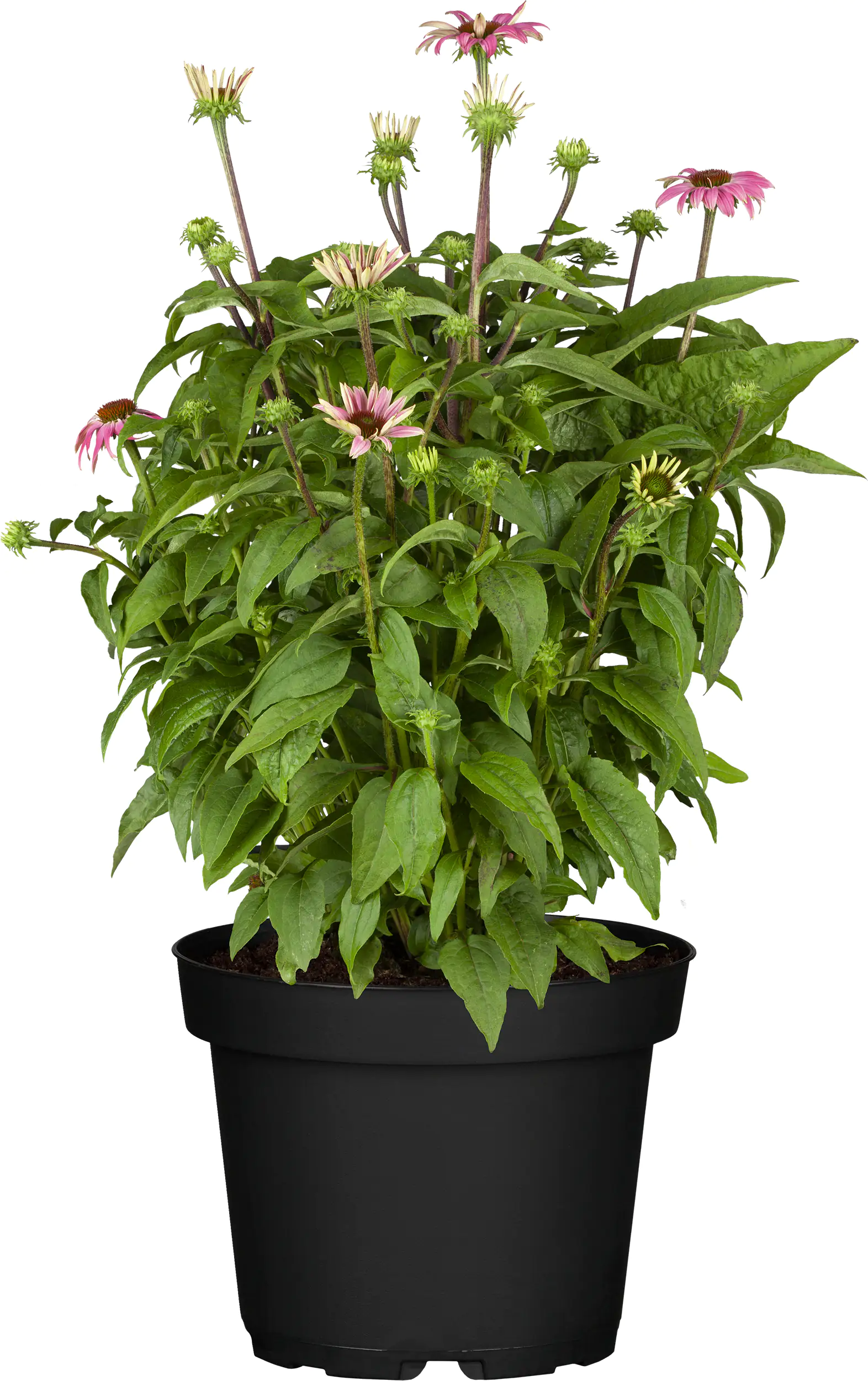 Purpur Sonnenhut Echinacea 23 cm Topf