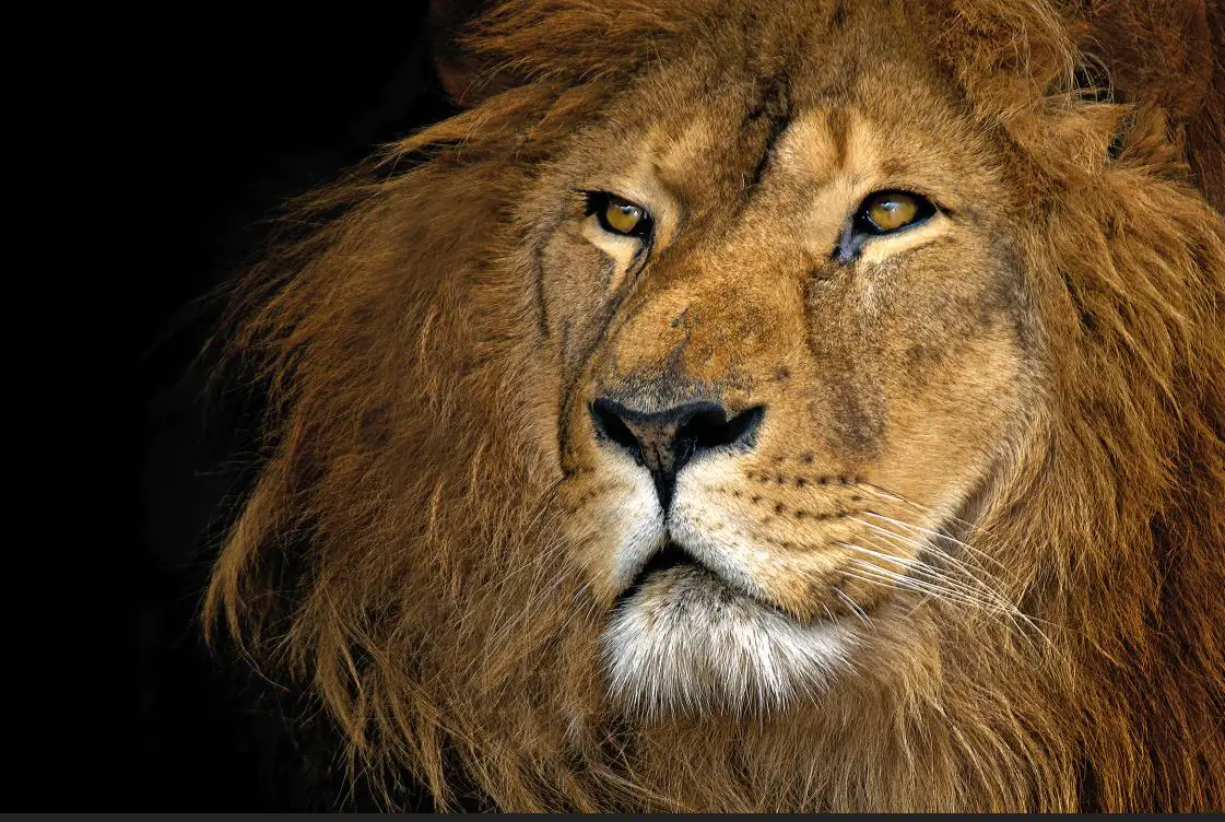 4251050568347 Deco-Canvas Bild  -Powerful Lion 116 x 76 cm