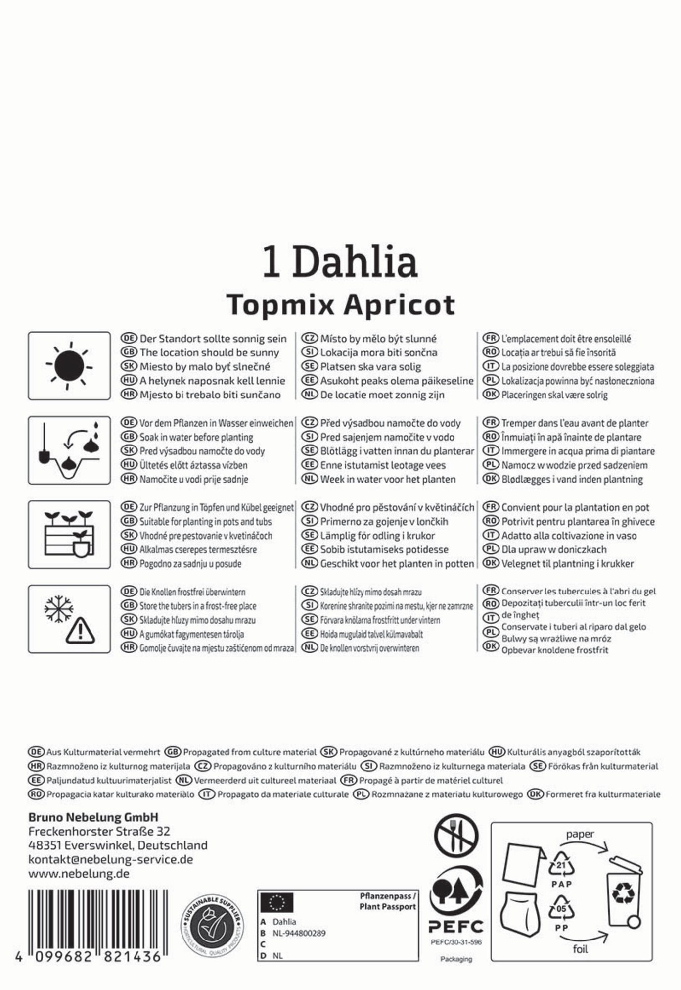 Kiepenkerl Frühjahrsblumenzwiebel Beet- & Topf-Dahlie Topmix Apricot 1 Stück