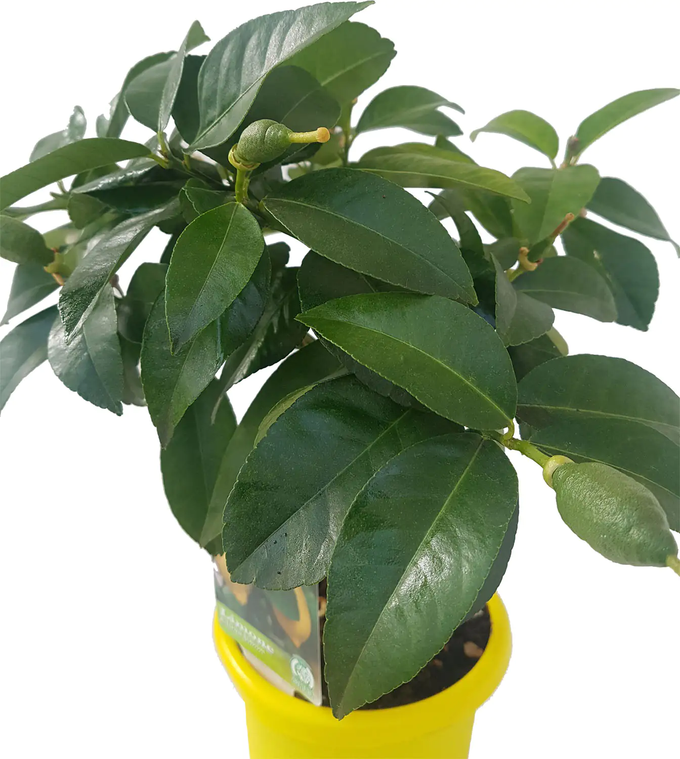 Citruspflanzen H ca 40 cm 15 cm Topf