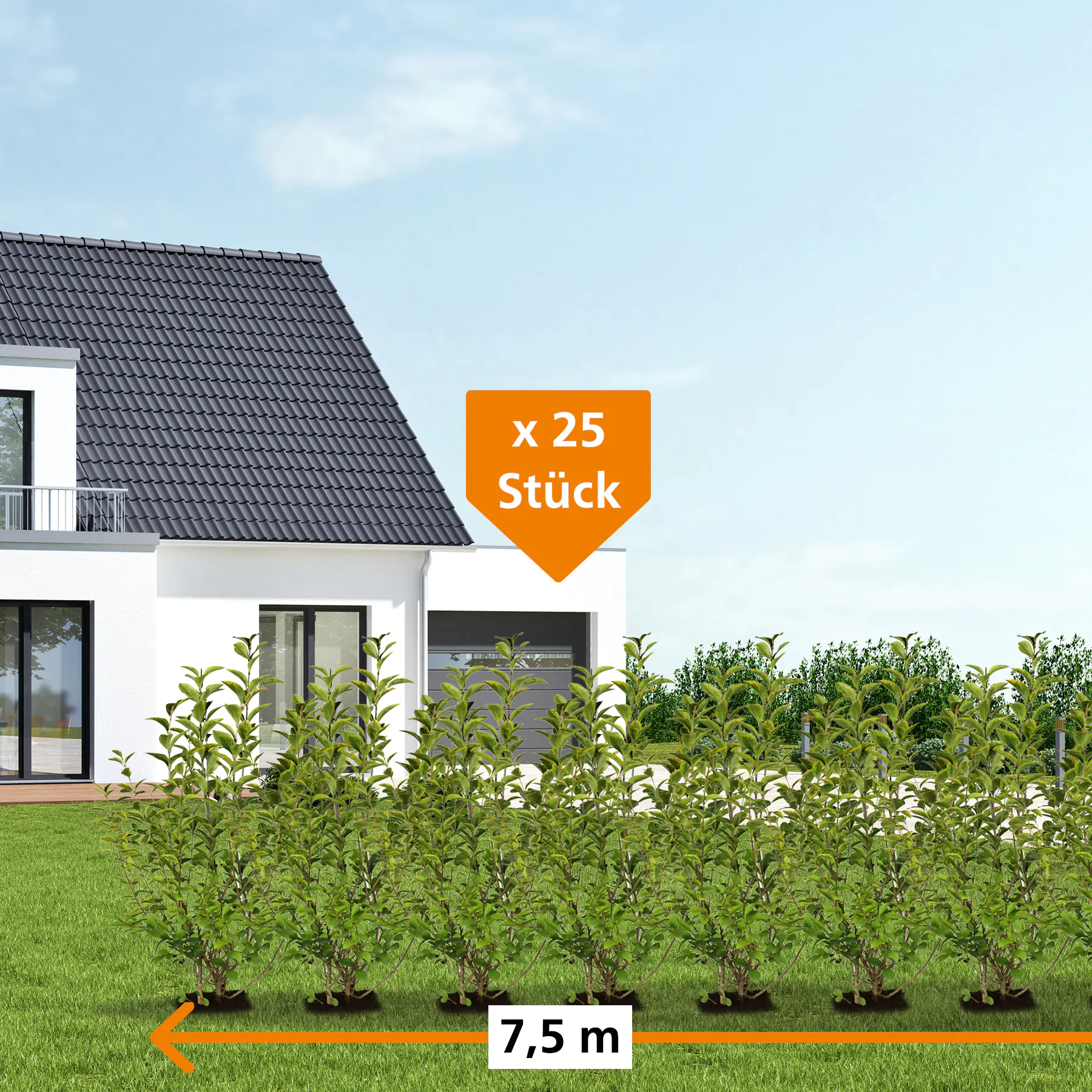 Ovalblättriger Liguster Ligustrum ovalivolium H 150 - 175 cm, 25 Stück