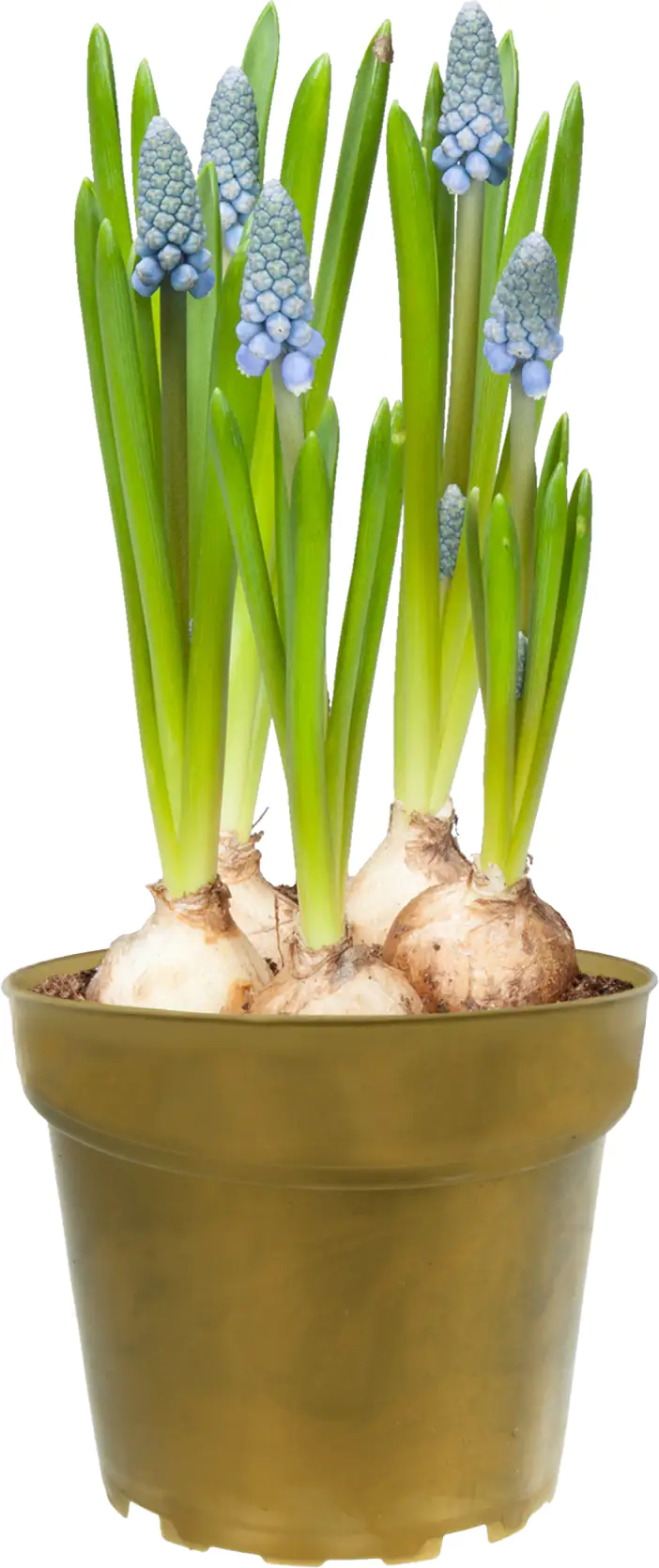 Premium Zwiebelpflanzen Traubenhyazinthe 10 cm Topf, ca. 13 cm hoch