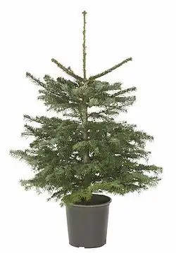 Nordmanntanne ca. 125 - 150 cm