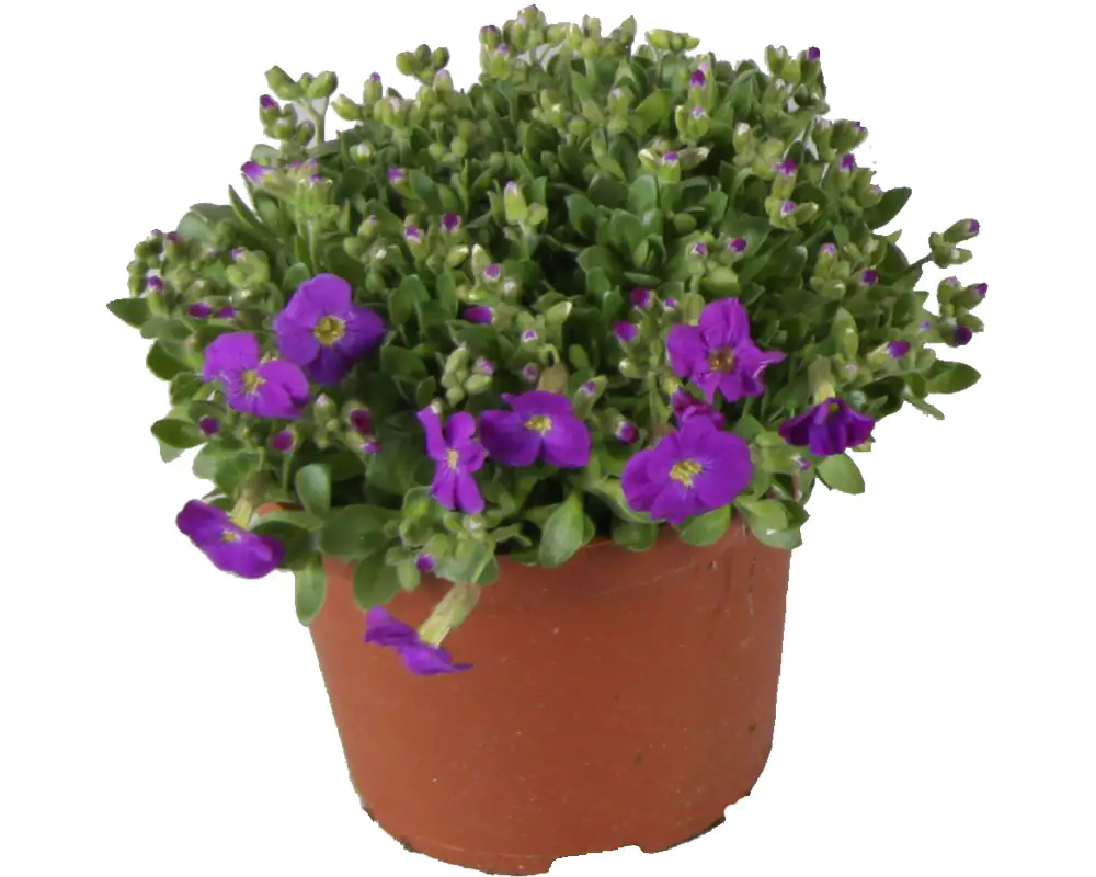 Blaukissen Aubrietia H 10 cm 11 cm Topf
