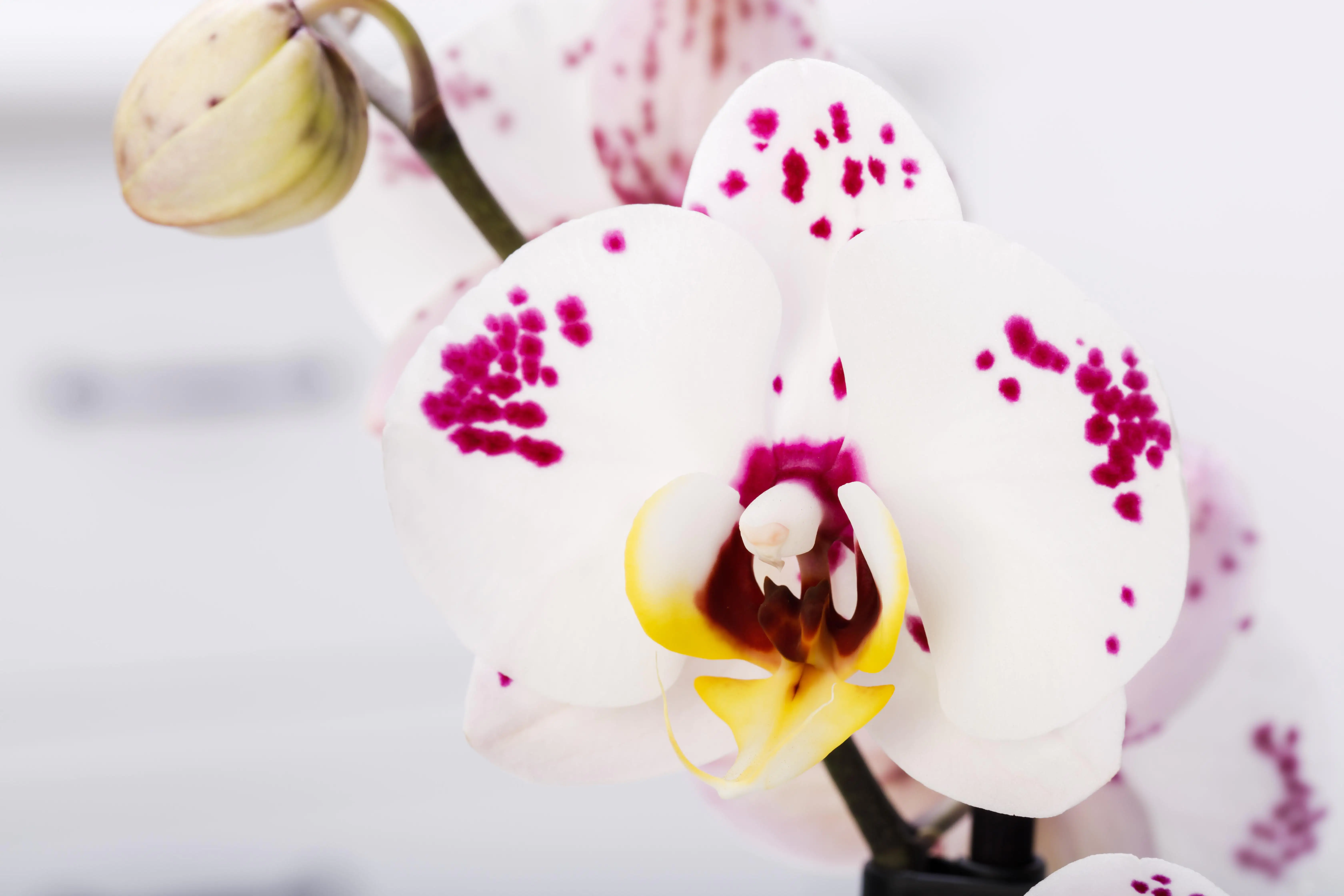 Orchidee Phalaenopsis Polka Dots weiß-rot H ca. 60 cm 12 cm Topf