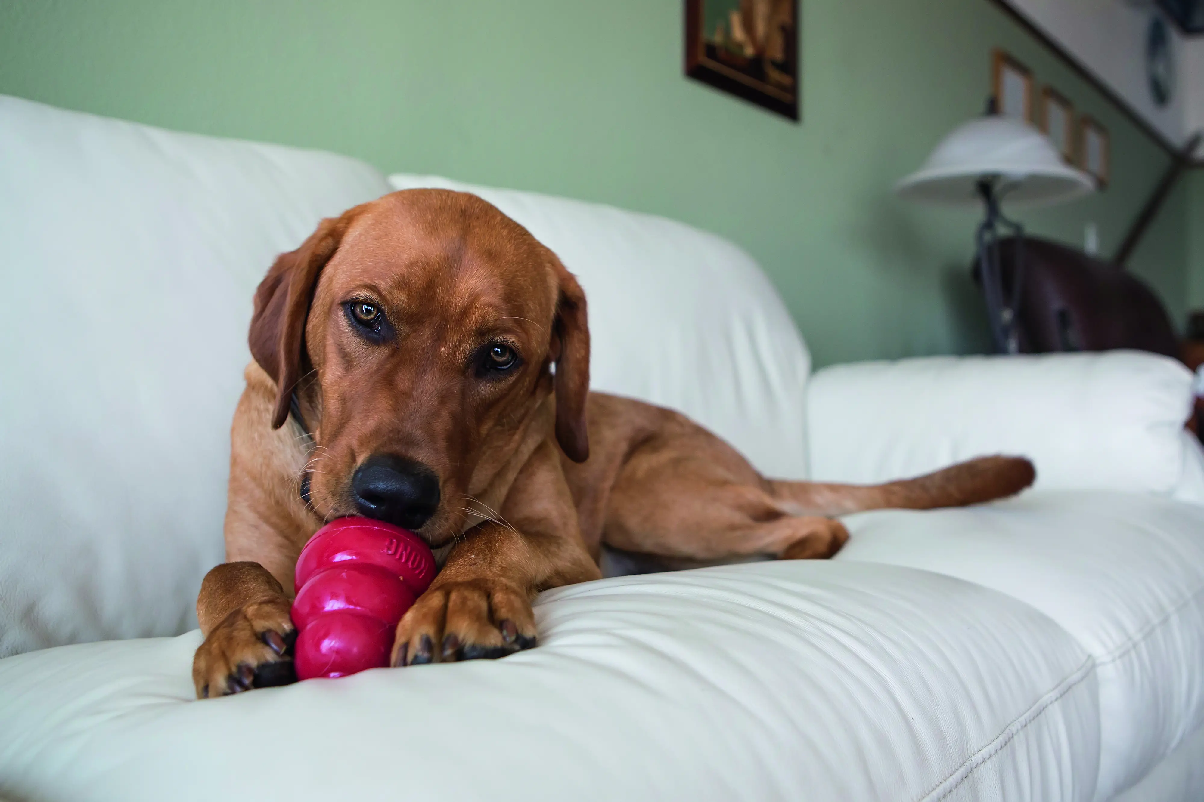 Kong Hundespielzeug Classic 8,5 cm rot