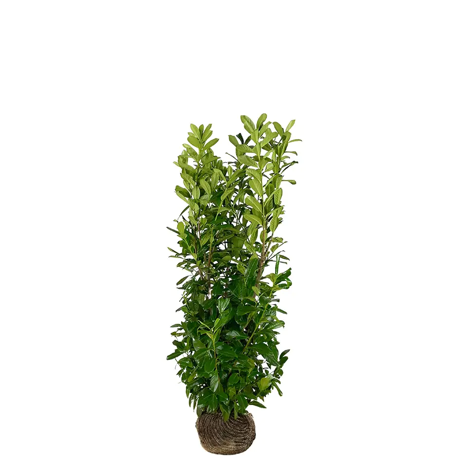 Kirschlorbeer Rotundifolia Prunus laur. Rotundifolia H 80 - 100 cm, 25 Stück