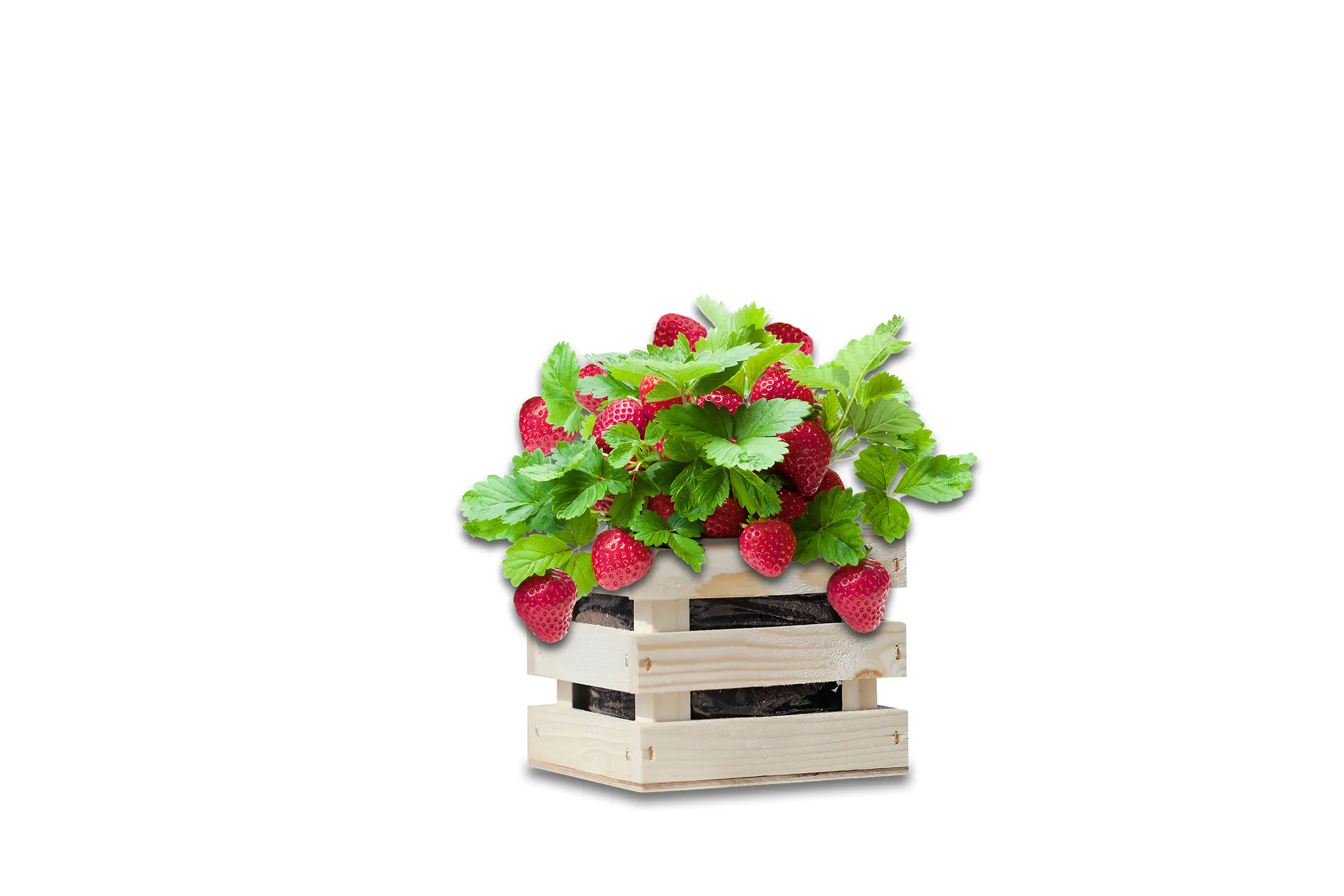 Baza Seeds Garden Box extra süße Erdbeere Baza Seeds Garden Box extra süße Erdbeere