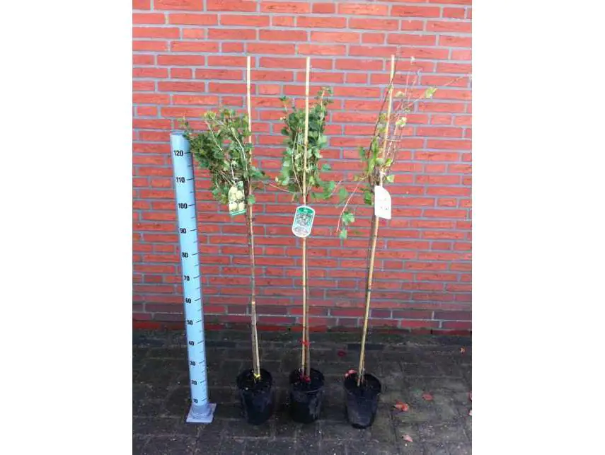 4029395023186 Stachelbeeren Stamm in Sorten 3 L Container